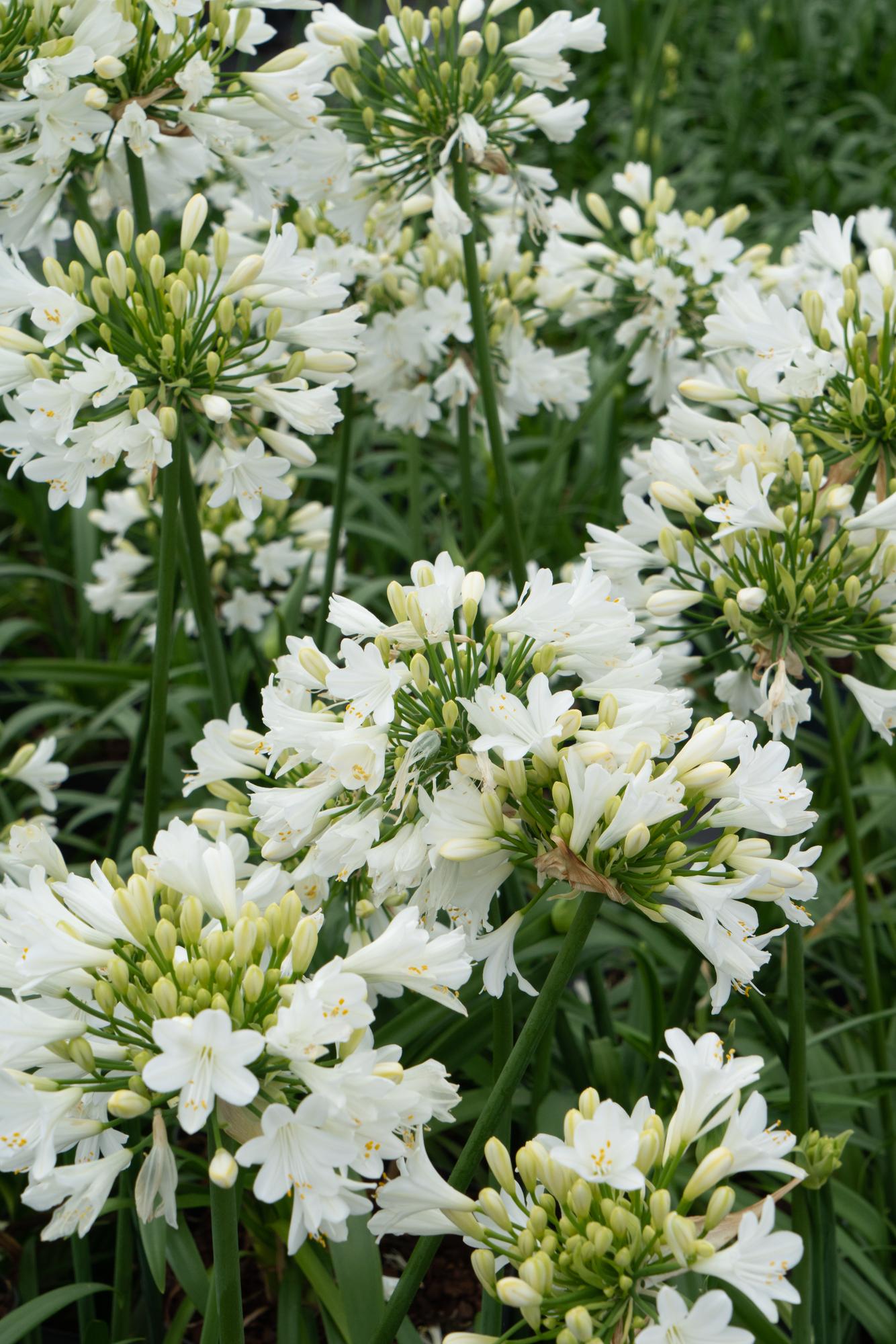 Agapanthus 'Ever White' - Ø19cm - ↕30cm - Pflanzfix24.de - Pflanzfix24.de