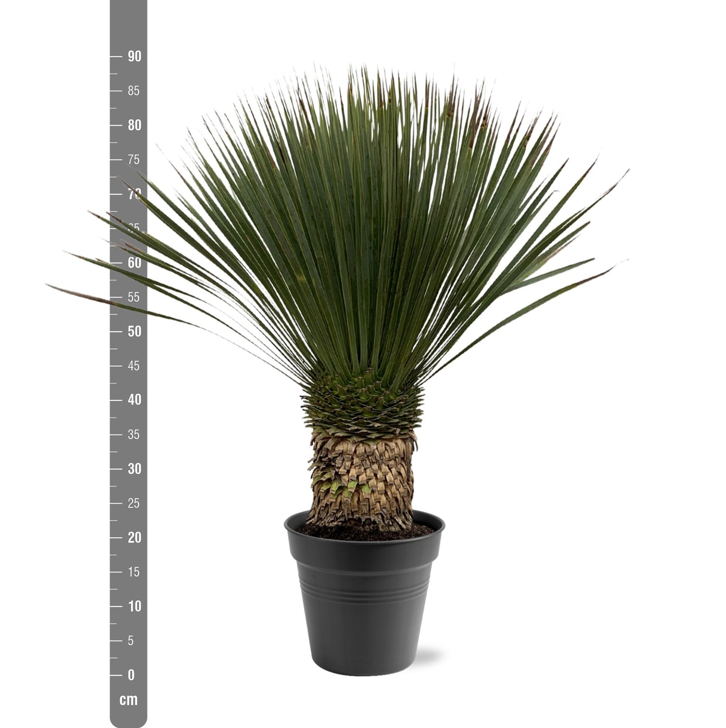 Yucca Rostrata 80–100 cm Ø38 Topf – Pflanzfix24.de - Pflanzfix24.de