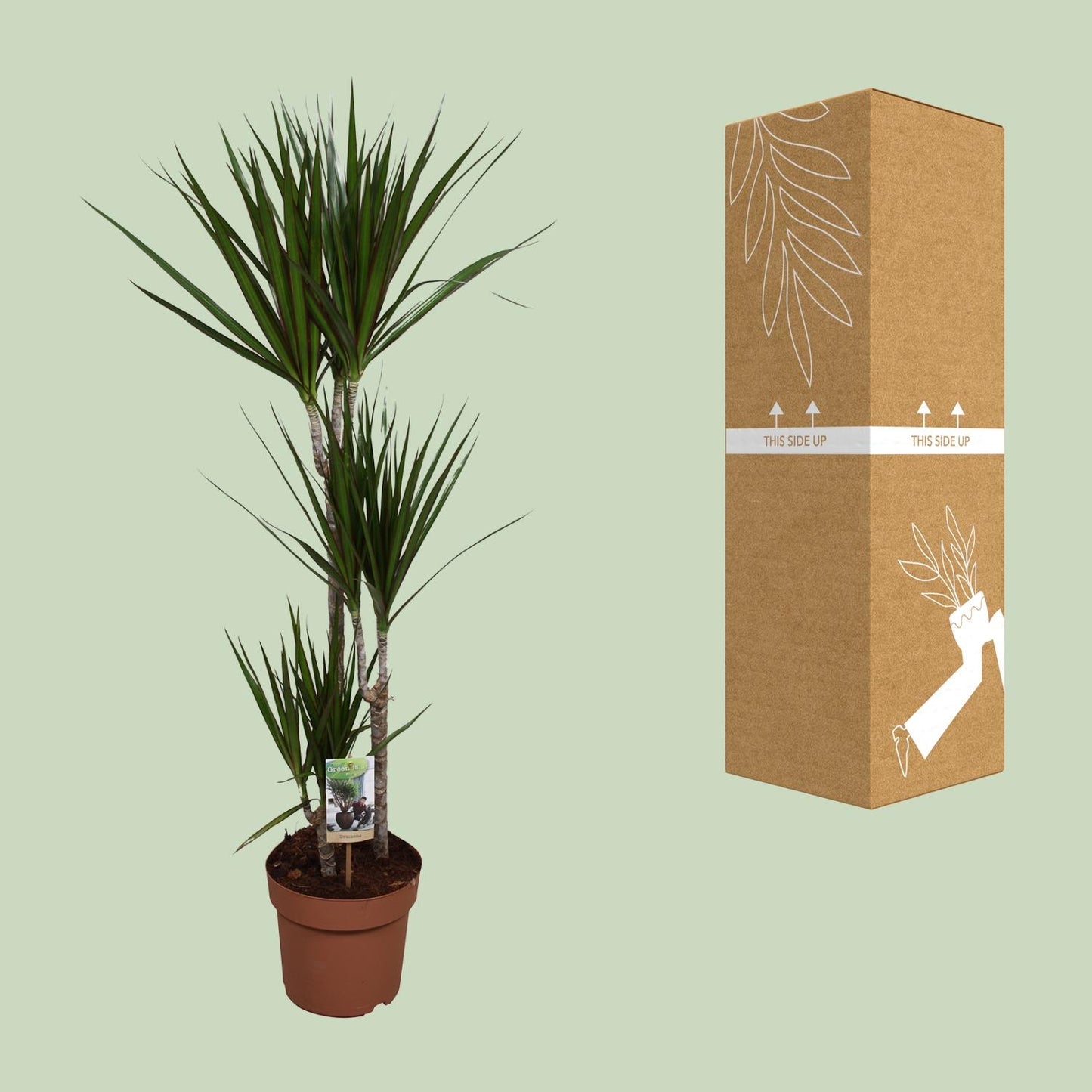 Dracaena Marginata - Indoor Plant - Pflanzfix24.de - Pflanzfix24.de