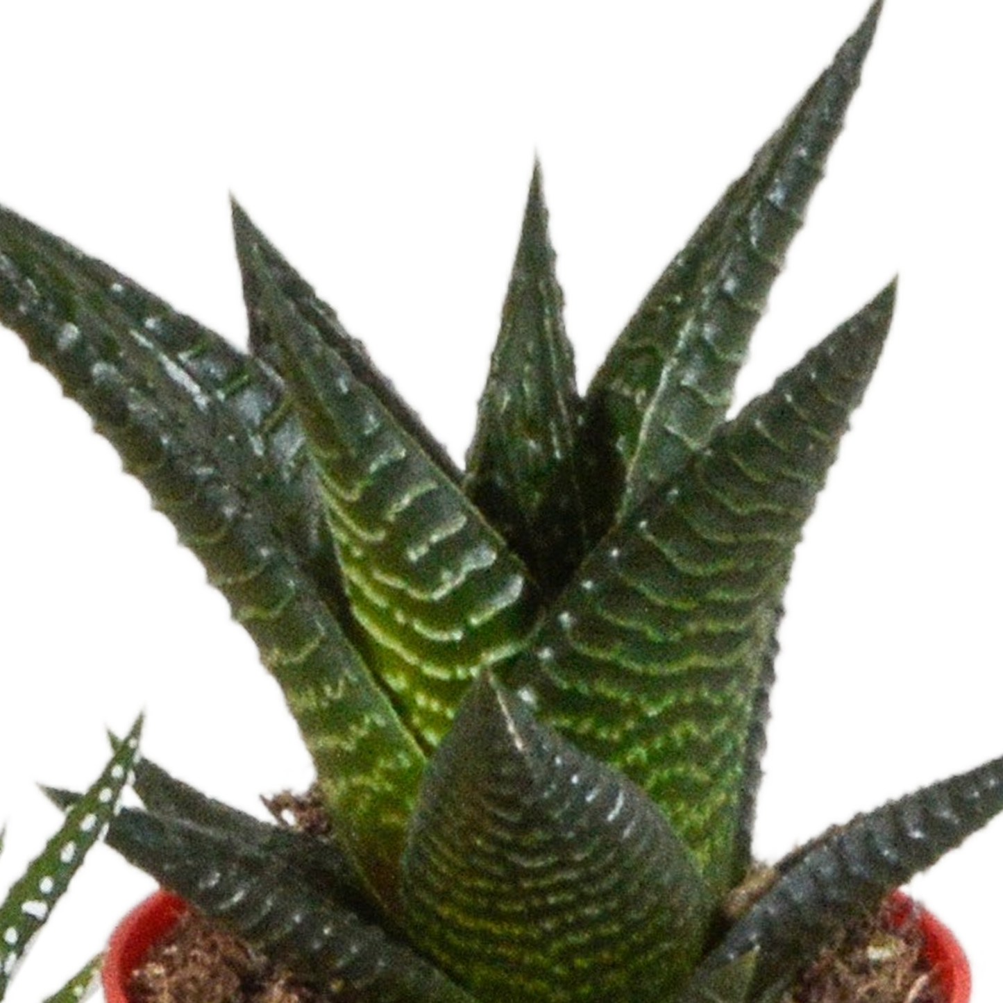 Gasteria/Haworthia-Mischung 5,5cm - 5x - in gekleurde plasticpot - Pflanzfix24.de - Pflanzfix24.de