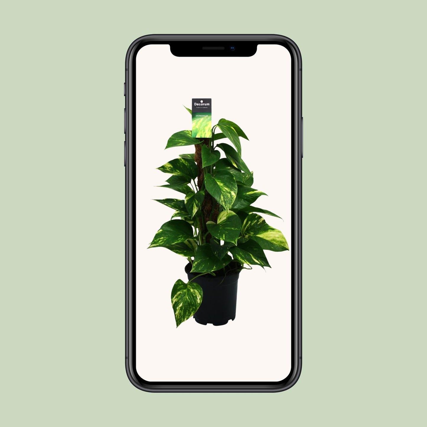 Scindapsus Epipremnum Ø15cm - Zimmerpflanze ca. 50cm - Pflanzfix24.de - Pflanzfix24.de