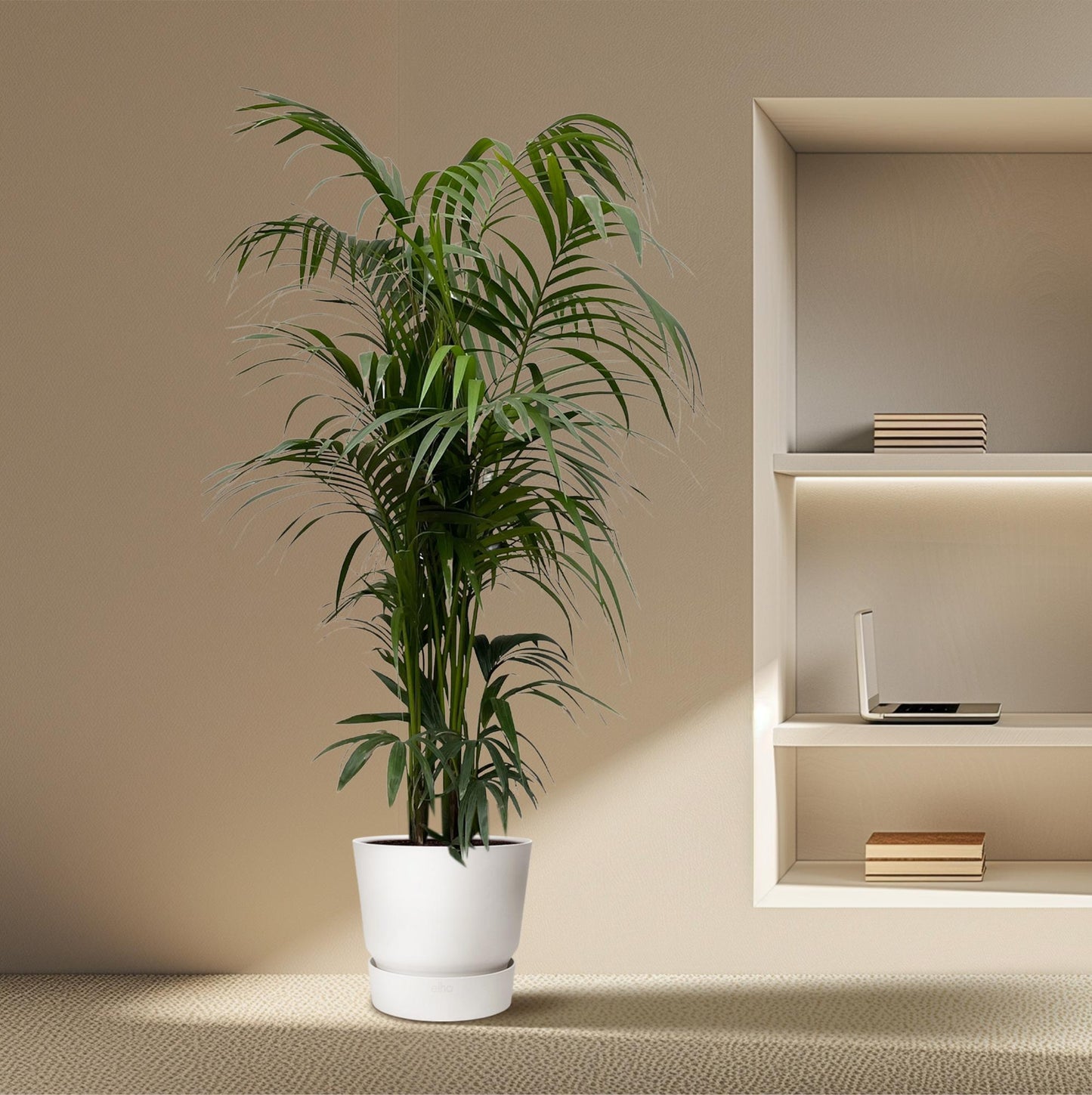 Kentia-Palme 220cm Ø38 – große Zimmerpflanze | Pflanzfix24.de - Pflanzfix24.de