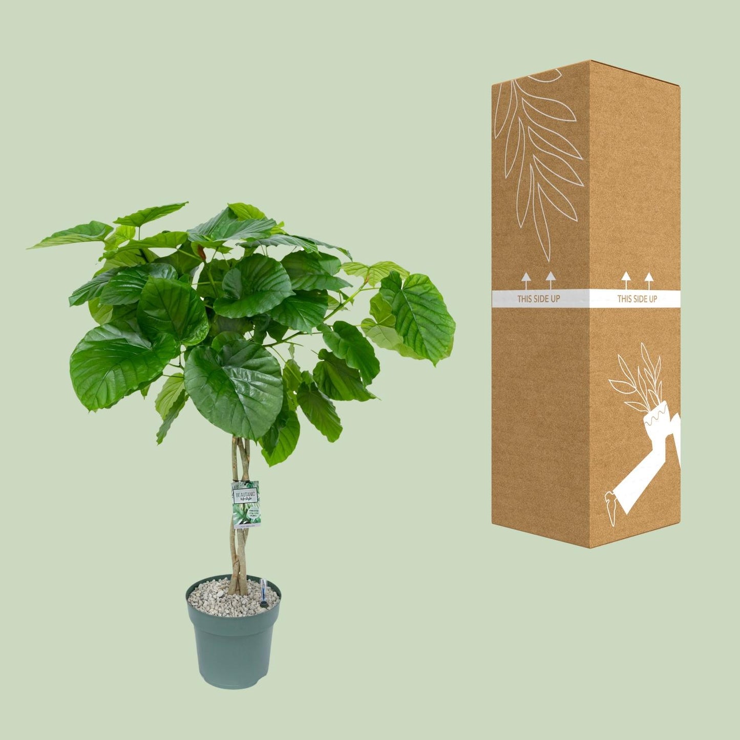 Ficus Umbellata (Gevlochten) - Ø27cm - ↕120cm - Pflanzfix24