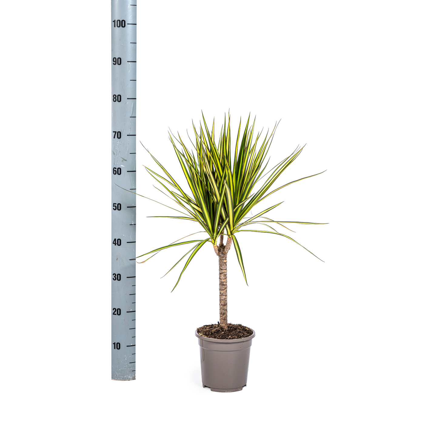 Dracaena Marginata Sunray Ø17cm - Pflanzfix24.de - Pflanzfix24.de