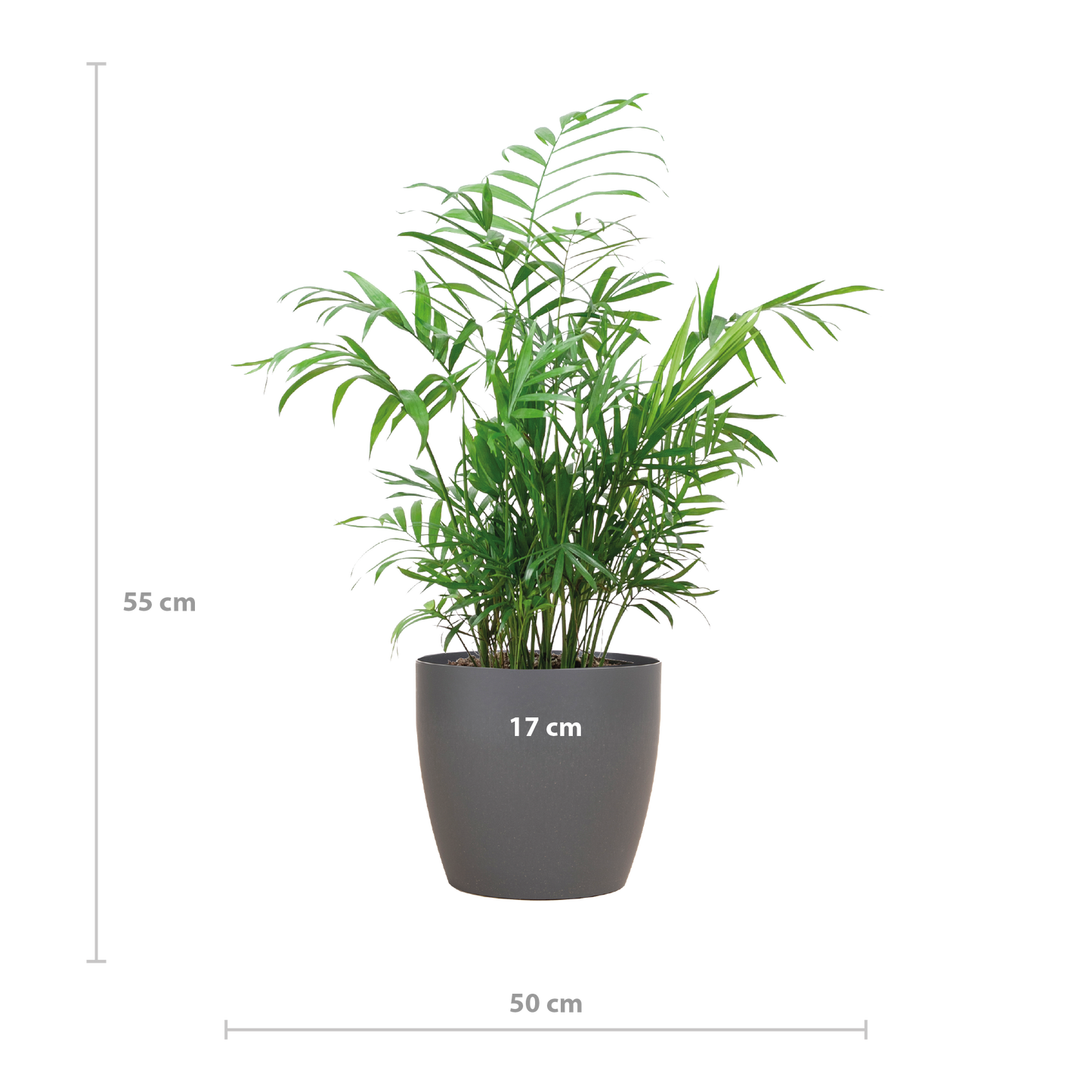 Chamadorea Elegans mit Viber Grau - 55cm - Ø17 - Pflanzfix24