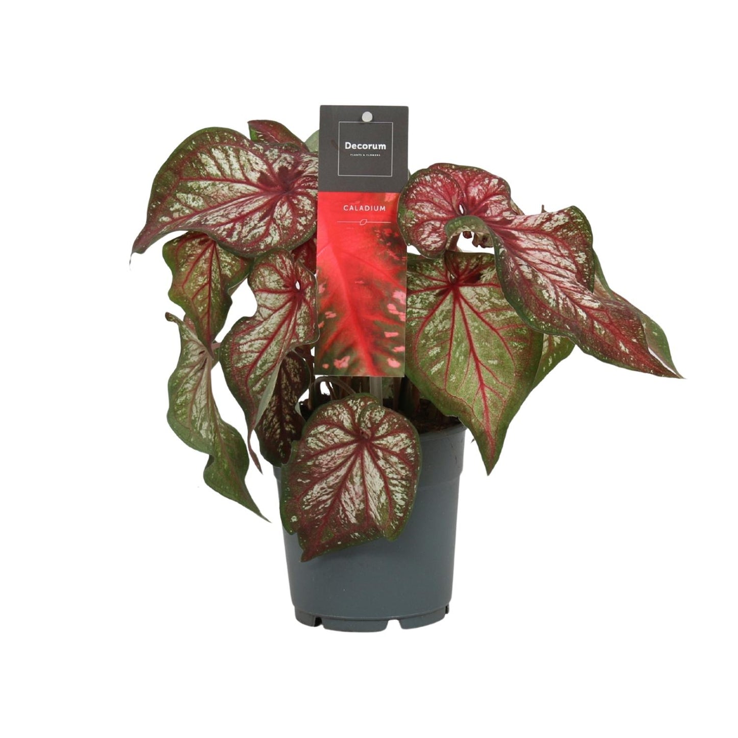 Caladium Bicolor - Engel Wings - Ø12cm - Pflanzfix24