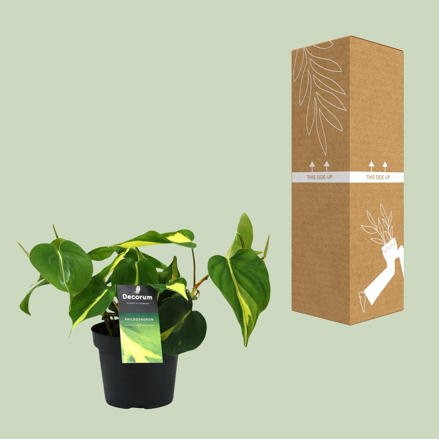 Philodendron Brasil Scandens Ø12cm – Pflegeleichte Zimmerpflanze | Pflanzfix24.de - Pflanzfix24.de