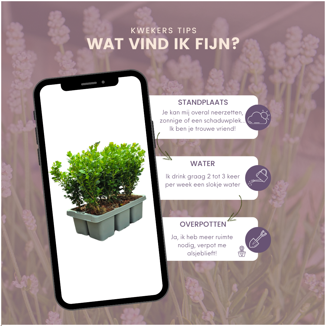 4 x 6er-Pack Buxus NewGen Freedom - Winterharte Immergrüne Sträucher 24 x Ø7 cm - Pflanzfix24.de - Pflanzfix24.de