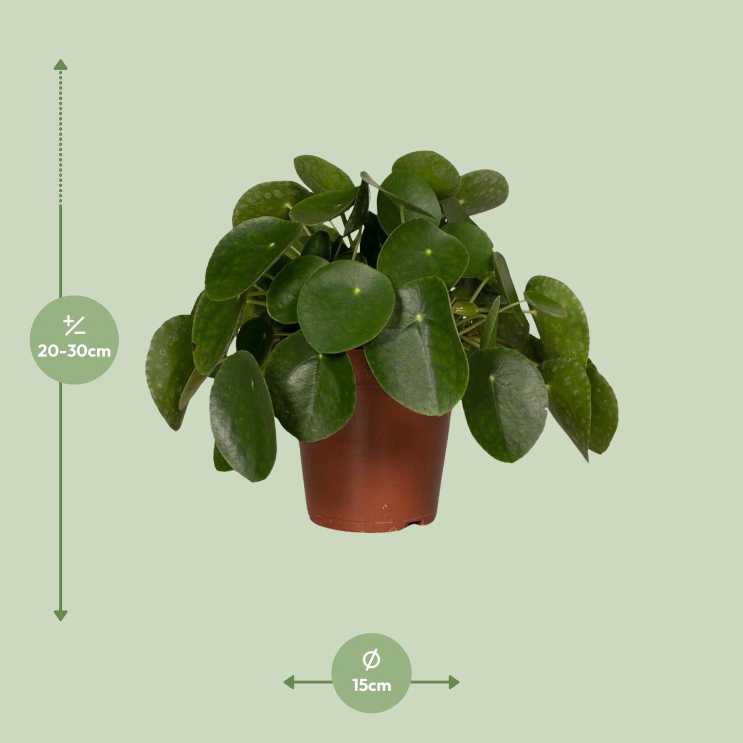 Pilea Peperomiodes - Pfannkuchenfabrik - Ø15cm - ↕25cm - Pflanzfix24