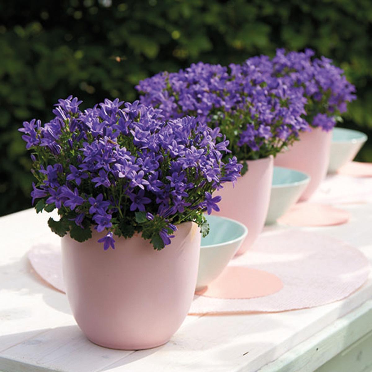 Campanula Addenda - Glockenblume lila Topf 12cm - mehrjährig - winterhart - Purple - Pflanzfix24.de - Pflanzfix24.de
