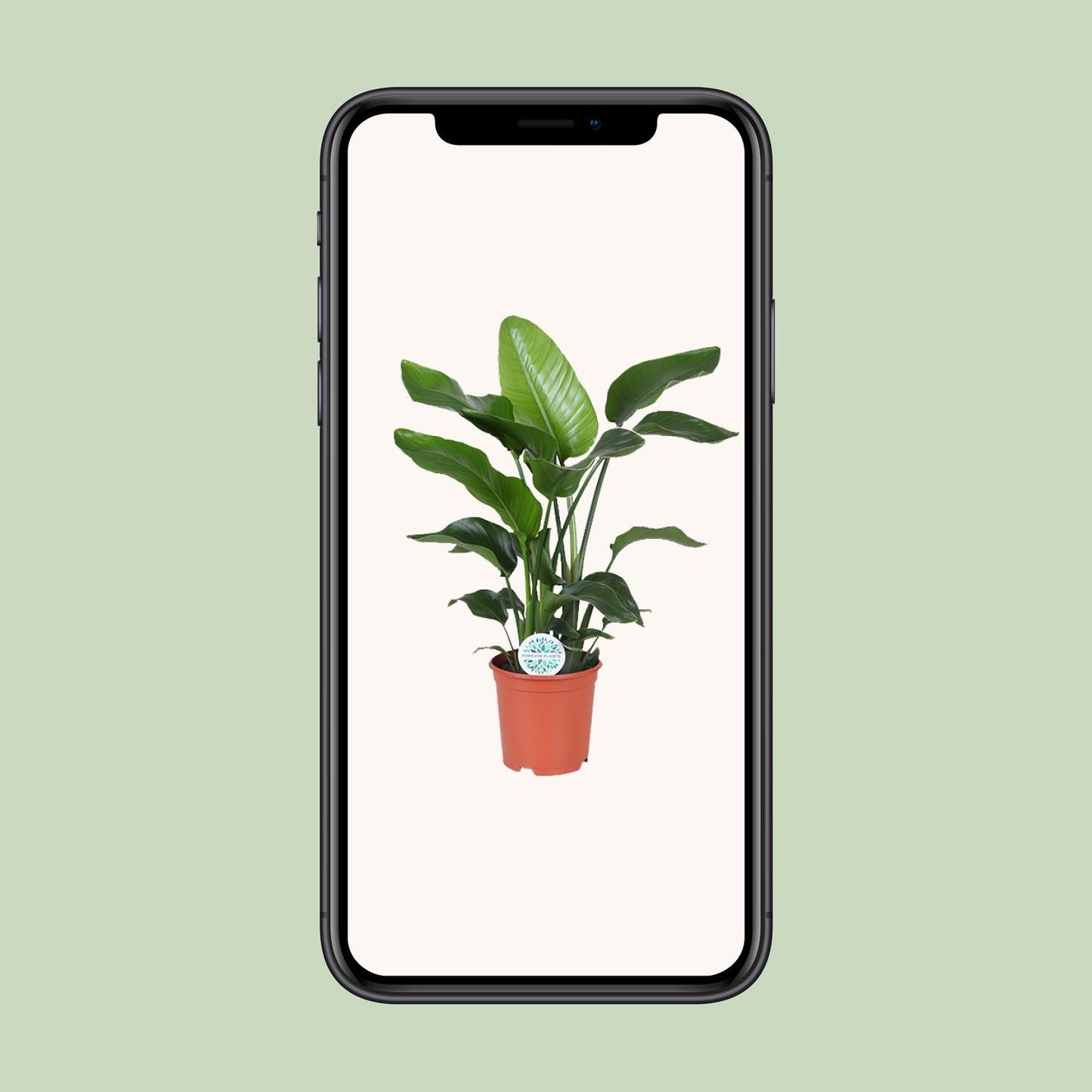 Strelitzia Nicolai 80 cm - Paradiesvogelblume Ø21 cm | Pflanzfix24