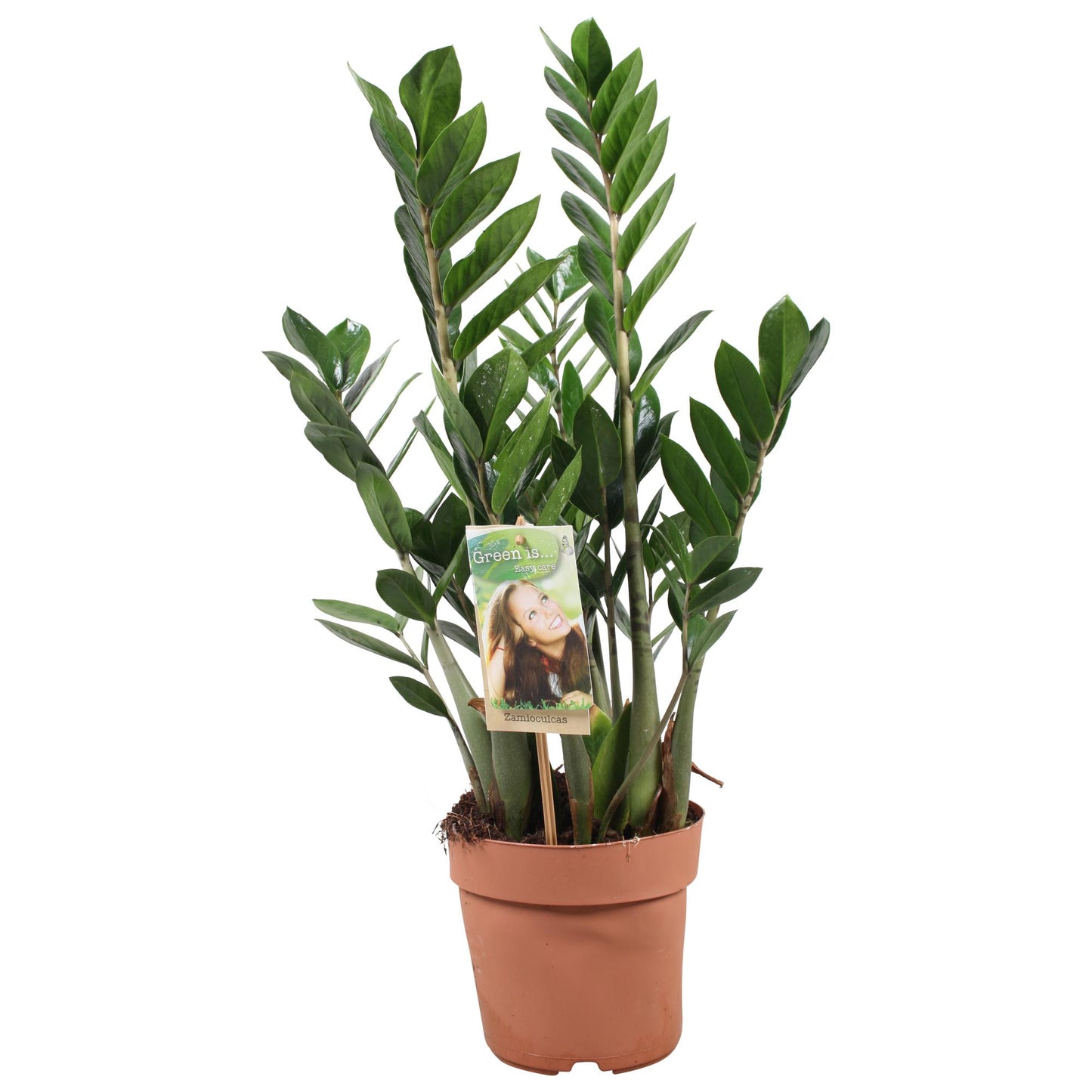 Zamioculcas Ø17cm, 70cm – Pflegeleichte Zimmerpflanze | Pflanzfix24.de - Pflanzfix24.de