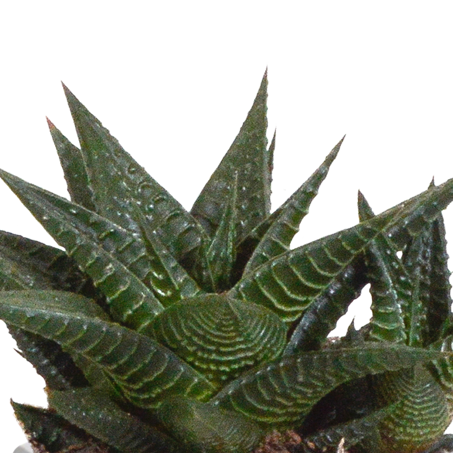 Gasteria/Haworthia-Mischung 8,5cm - 3x - in Terracotta-Topf | Pflanzfix24.de - Pflanzfix24.de