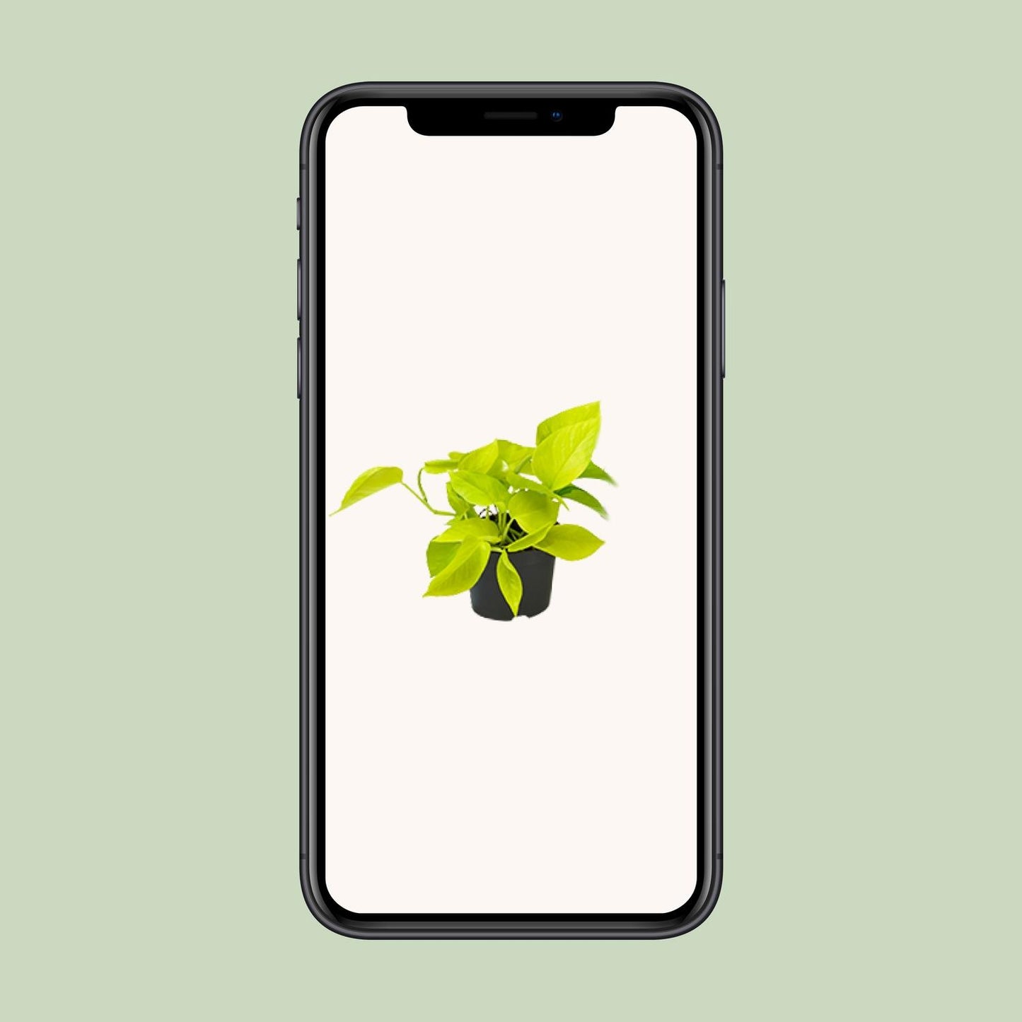 Epipremnum Golden Pothos - Scindapsus - PROMO - Ø12 - ↕15cm - Pflanzfix24.de - Pflanzfix24.de