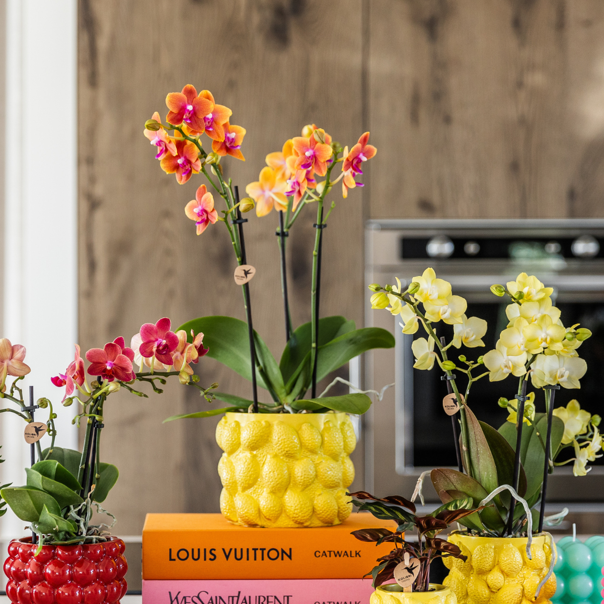 2x Duft-Orchidee Orange Ø12 cm – Phalaenopsis Set | Pflanzfix24.de - Pflanzfix24.de