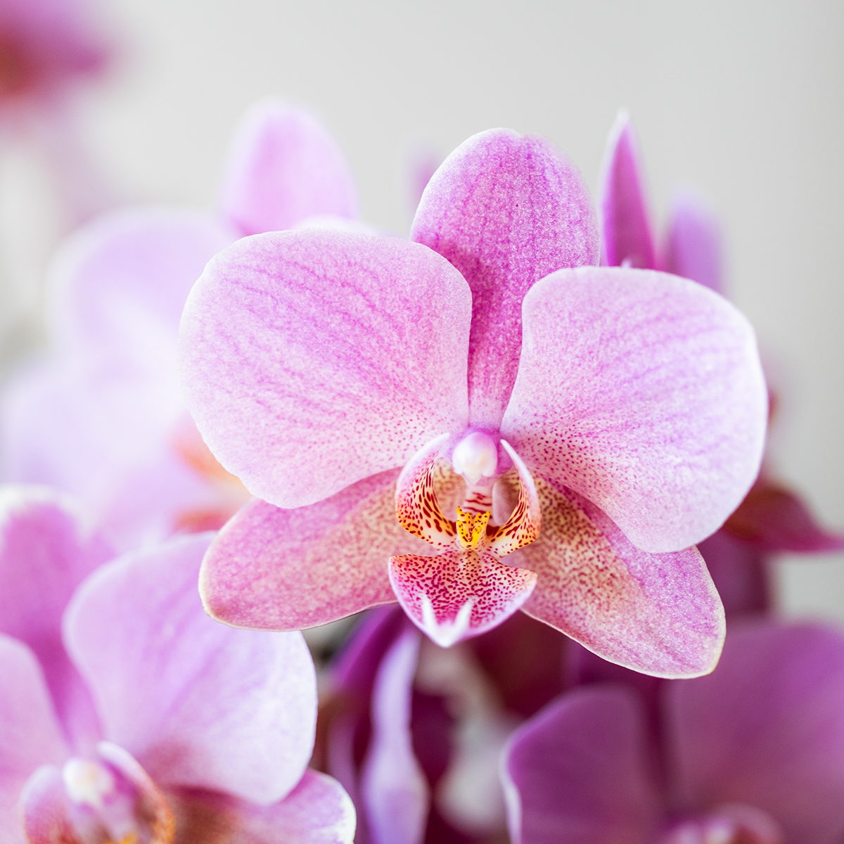 Kolibri Orchids Surprise Box Mix - 2 Orchideen 9cm - pflanzfix24
