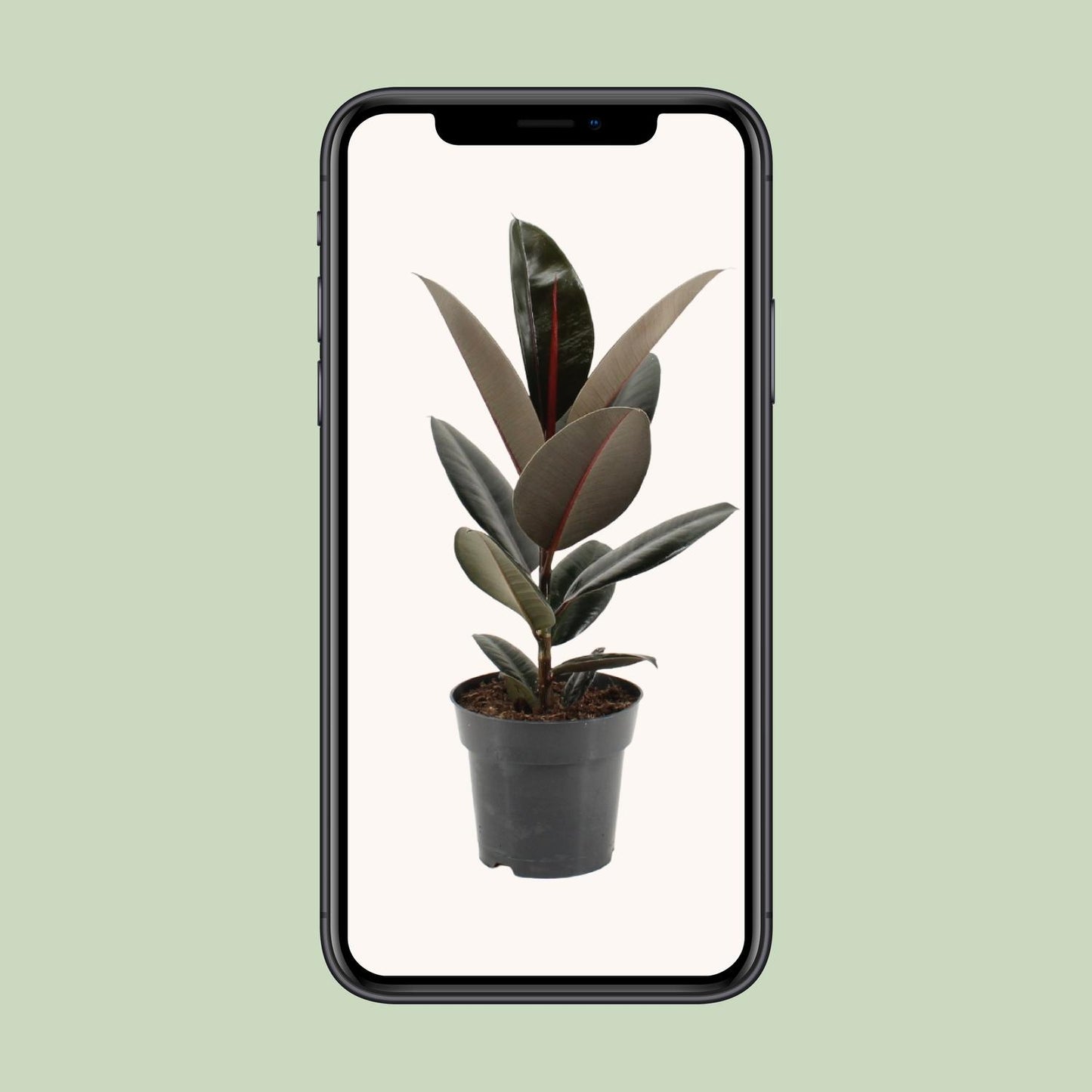 Ficus Elastica Abidjan - Ø17cm - ↕55cm - Pflanzfix24