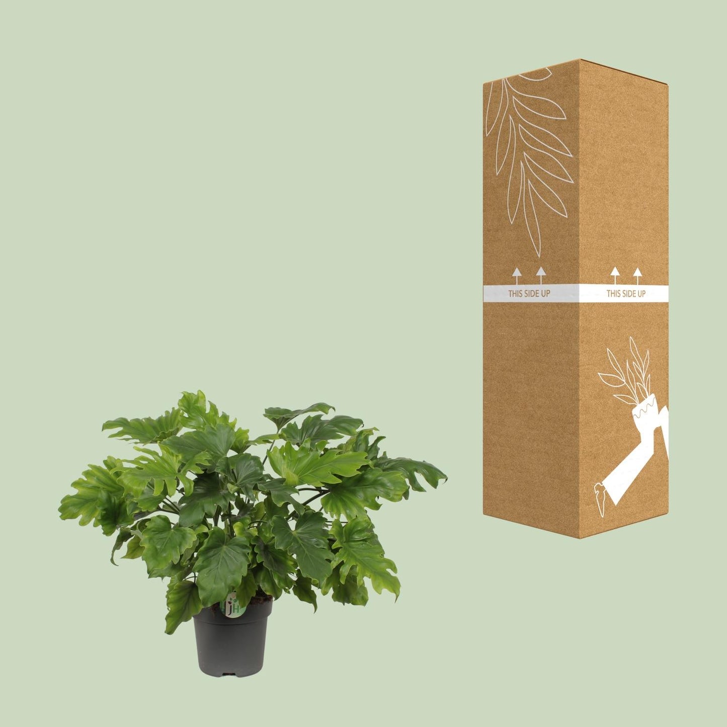 Philodendron Little Hope - Ø21cm - ↕60cm - Pflanzfix24