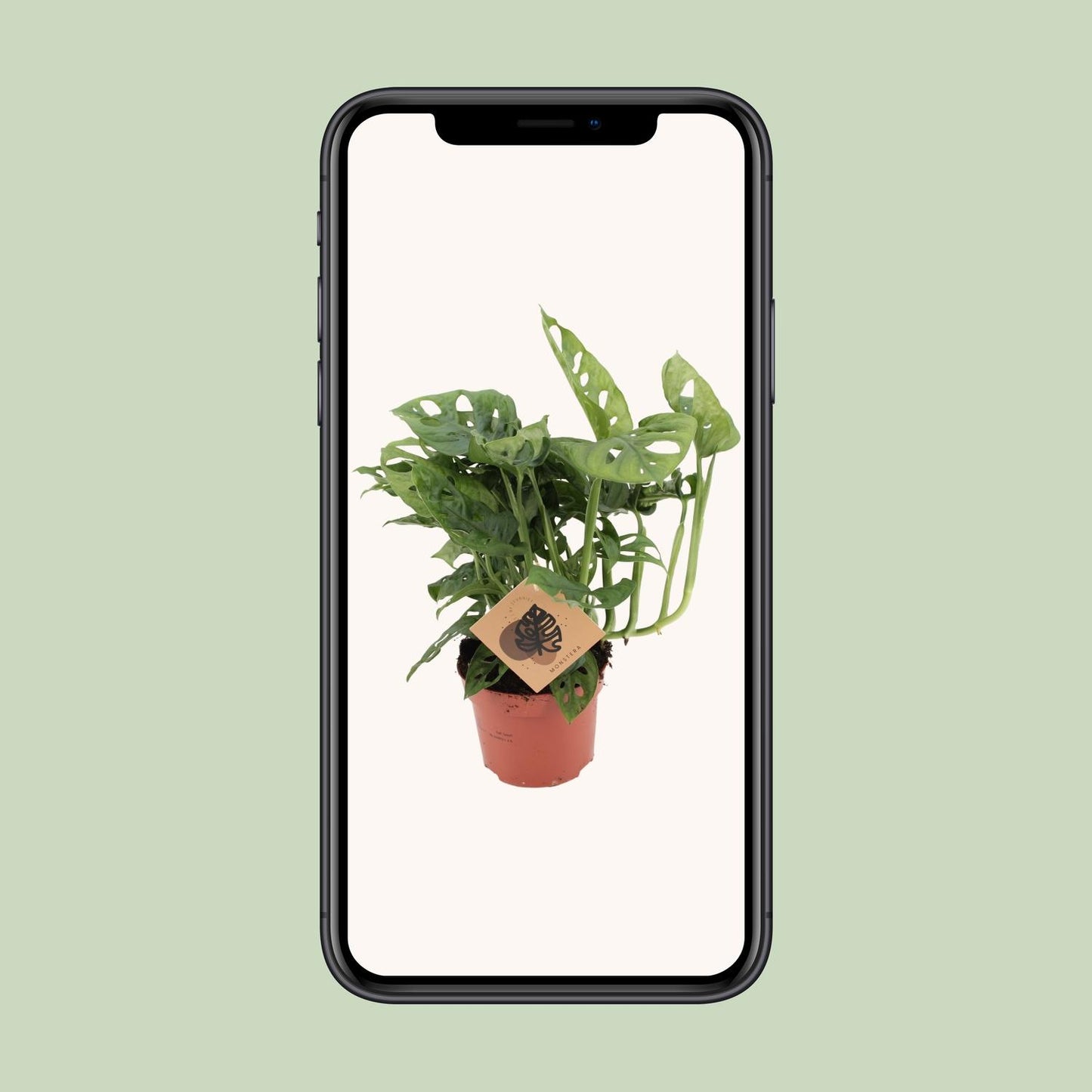 Monstera Monkey Ø12cm – pflegeleichte Zimmerpflanze | Pflanzfix24