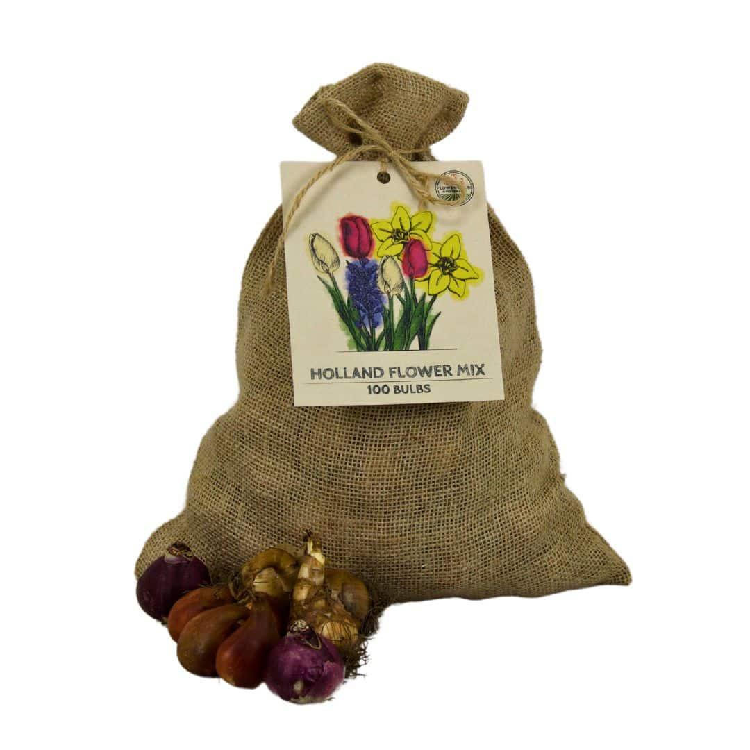 Blumenzwiebeln Amsterdam - Super Holland Mix - 100 Blumenzwiebeln für 2,5 m² Blumenpracht - Pflanzfix24