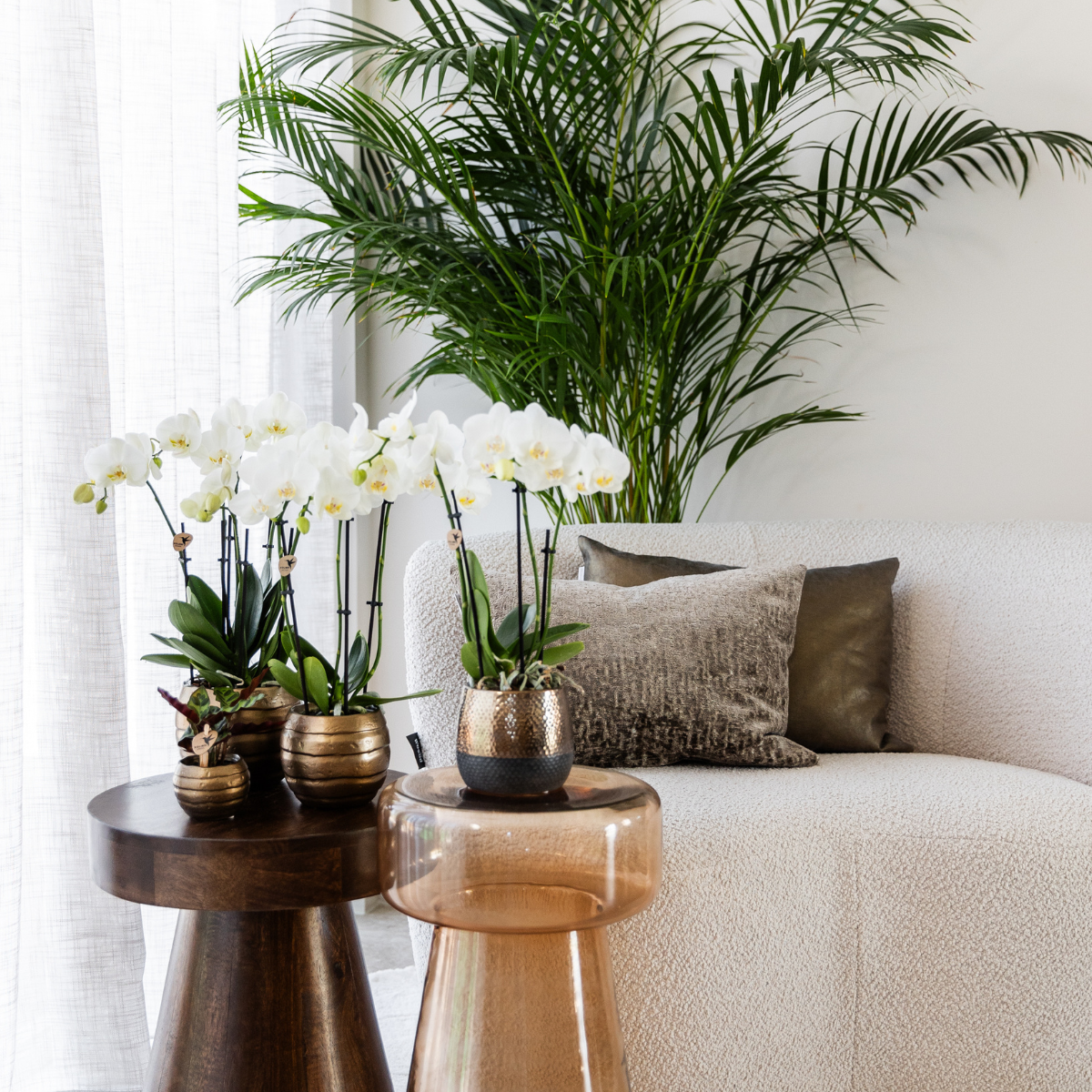 2x Orchidee Weiß Ø12 cm – Phalaenopsis Kombi-Set | Pflanzfix24.de - Pflanzfix24.de