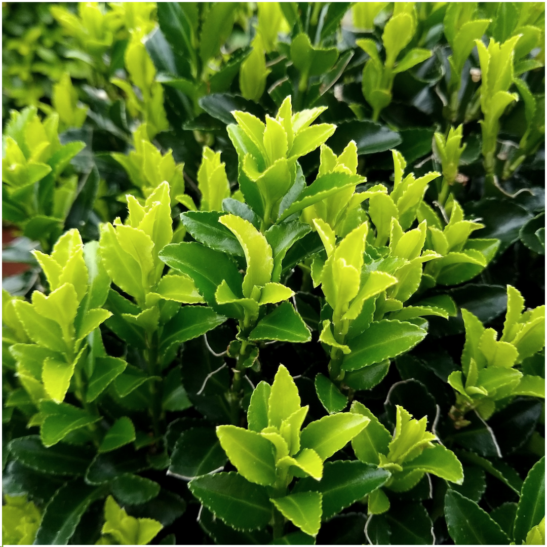 6 x Euonymus 'Green Spire' - 6 x Ø 7 cm - ↨ 15 cm - Pflanzfix24.de - Pflanzfix24.de