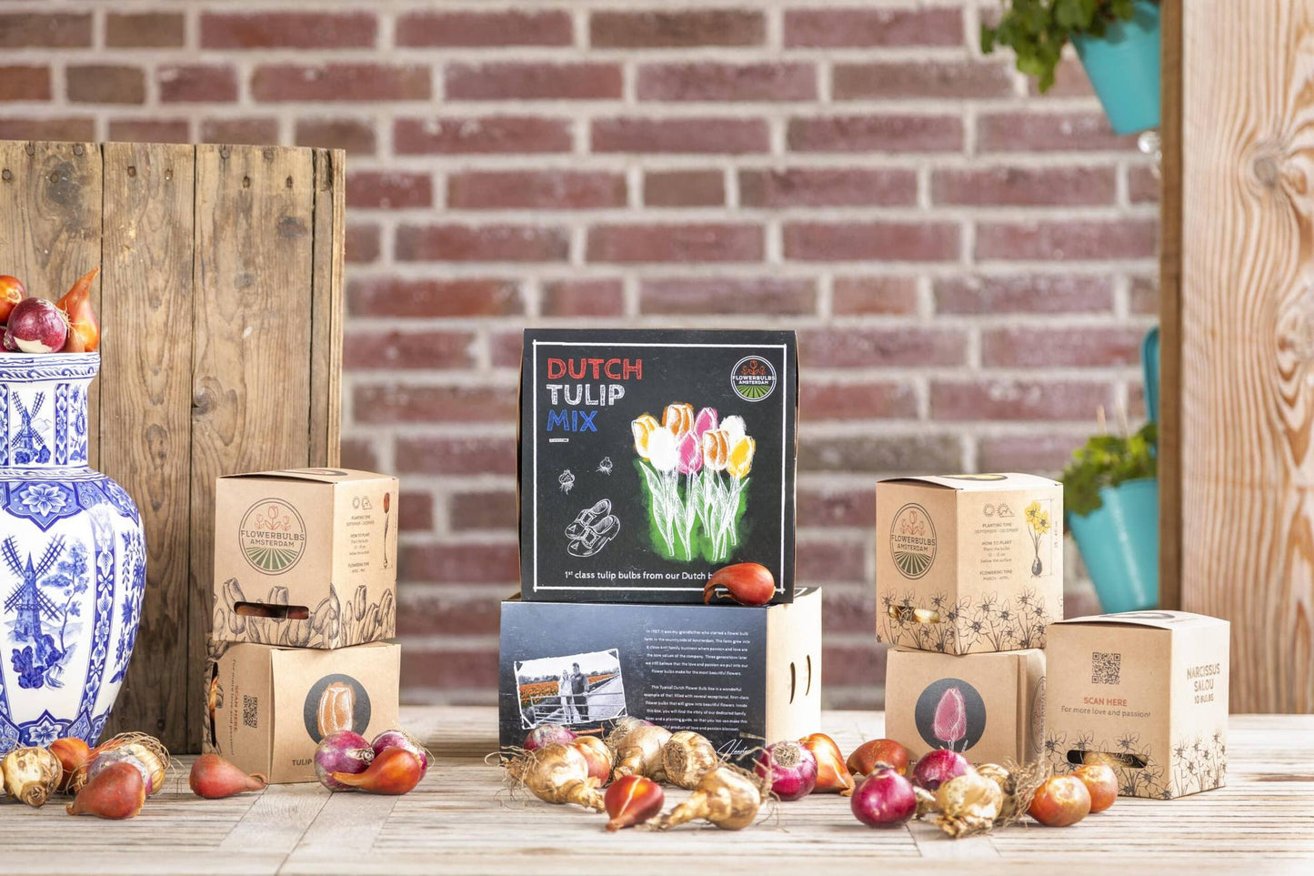 Flowerbulbs Amsterdam - Dutch Tulip Mix - Luxusbox mittel, 40 Blumenzwiebeln für 1 m² Blumenpracht - Größe 12+ - Pflanzfix24