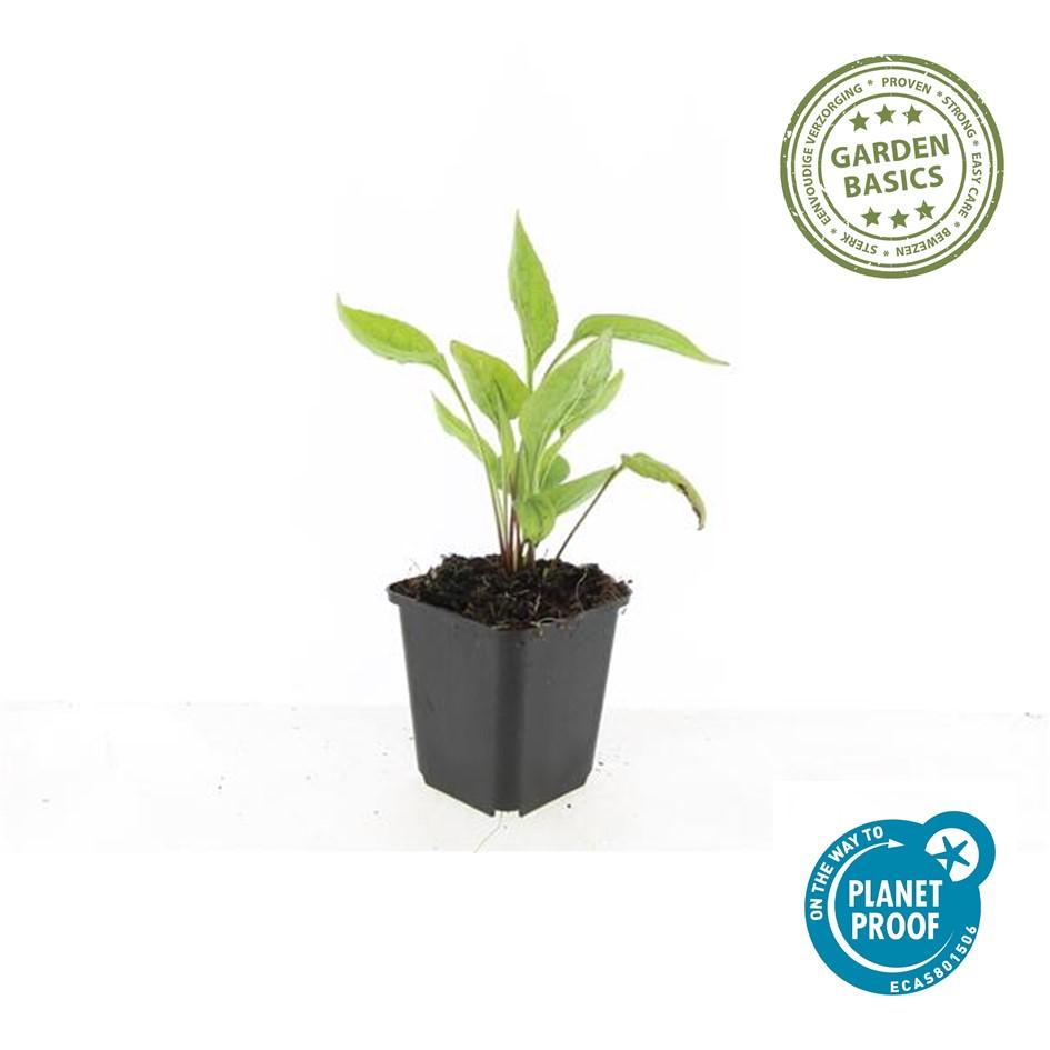 20x Echinacea p. 'White Swan' - Pflanzfix24