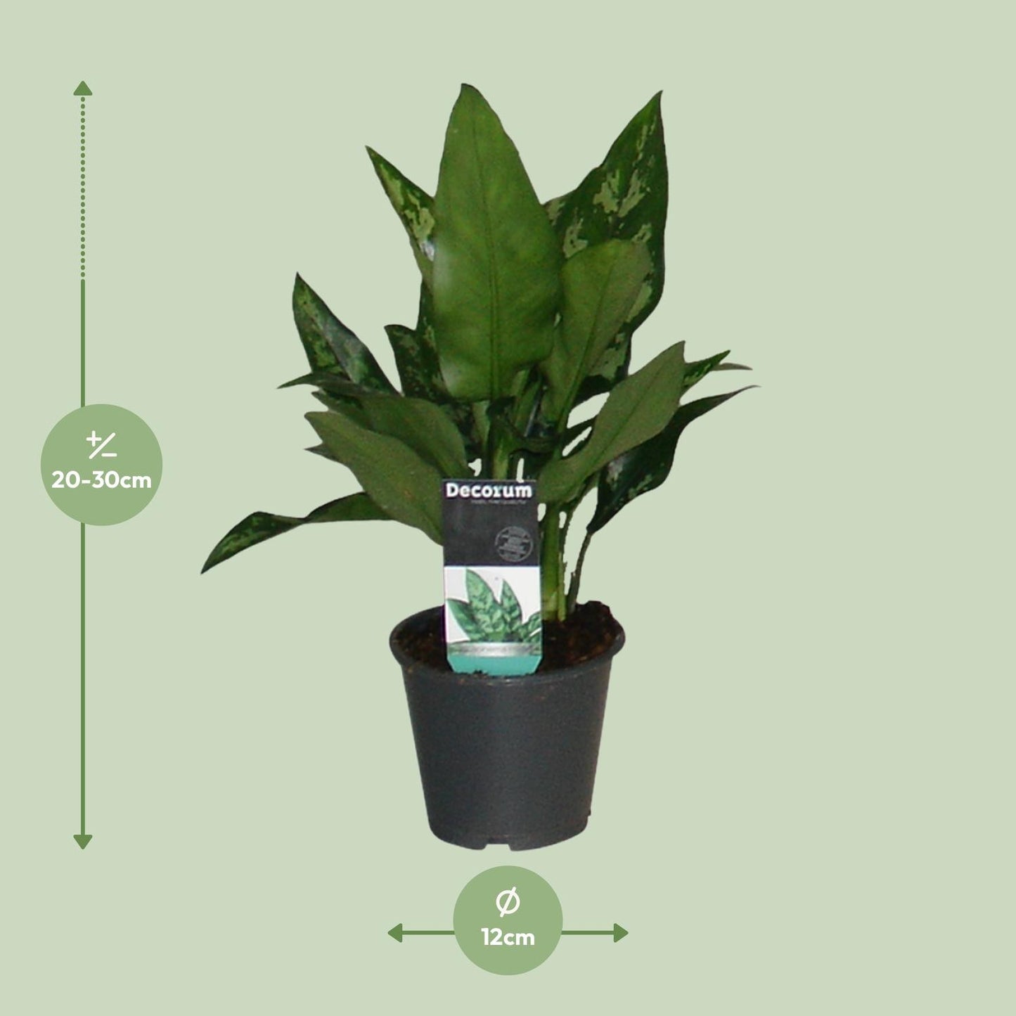 Aglaonema Maria - Ø12cm - ↕50cm - Pflanzfix24