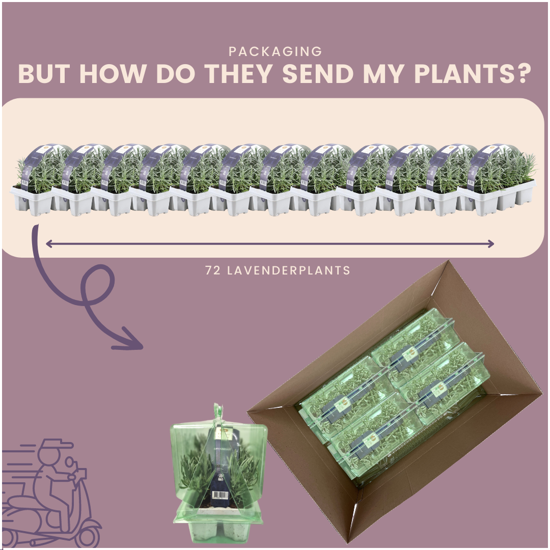 12 x 6er Set Lavendel angustifolia - pflanzfix24