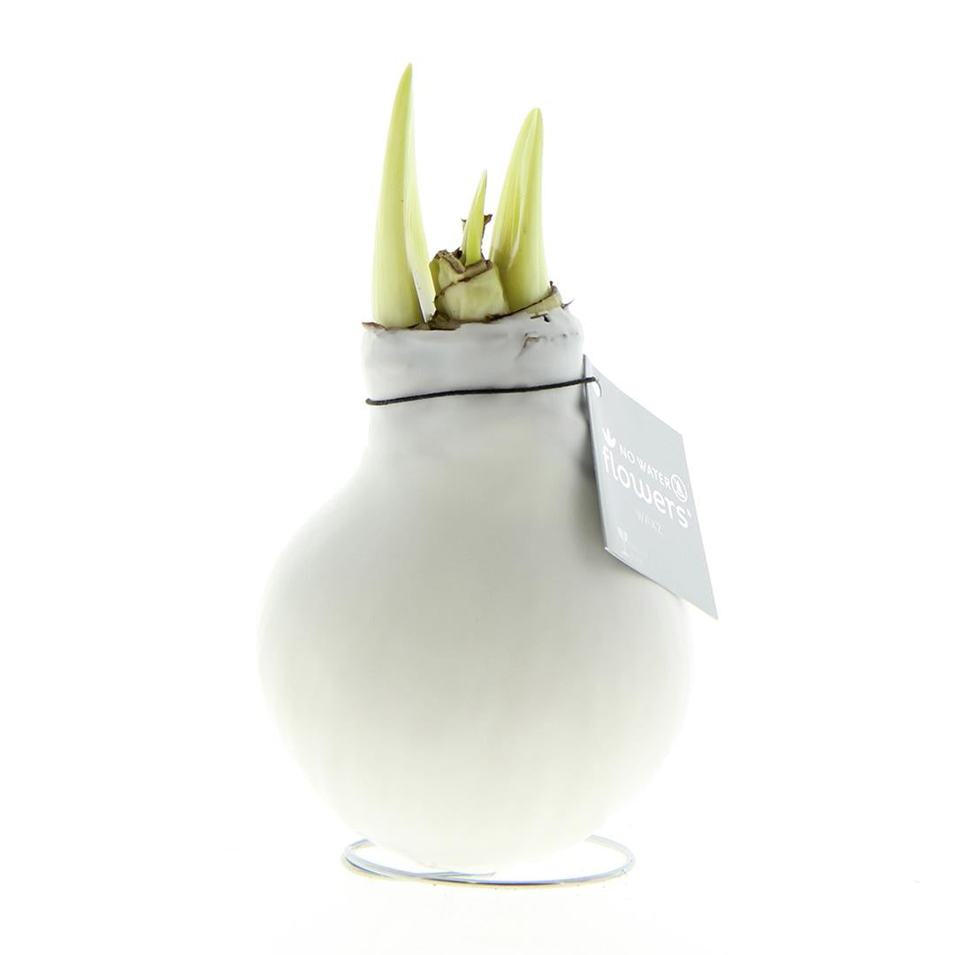 No Water Flowers® | Waxz® Colours - White + White flower - Pflanzfix24