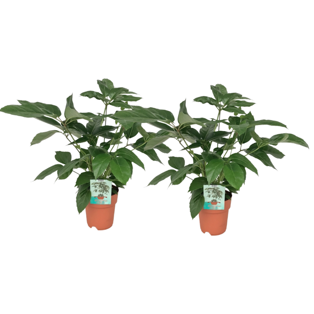 Schefflera 2er-Set – je 75 cm – Pflanzfix24.de - Pflanzfix24.de