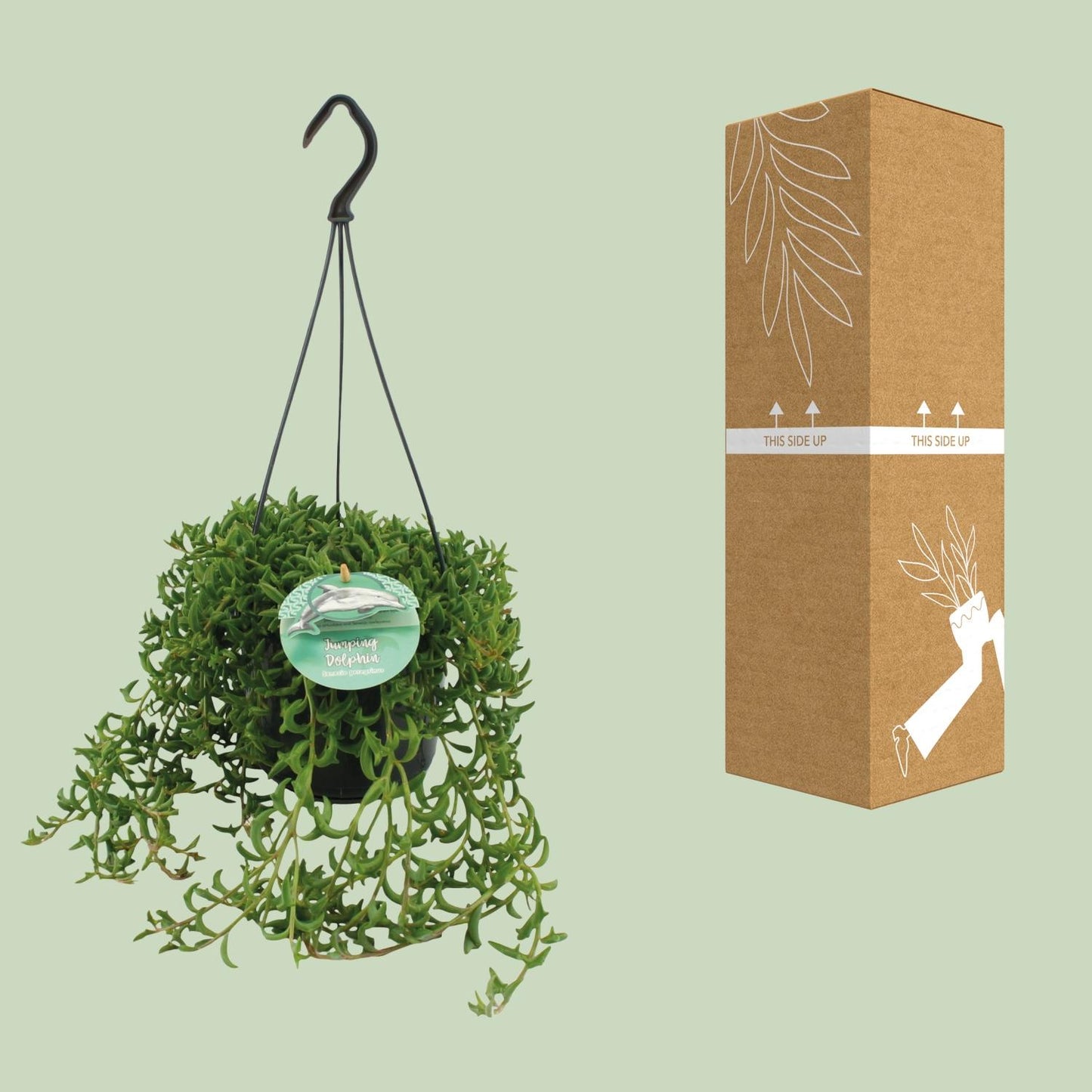 Senecio Peregrinus - Ø15cm - ↕25cm - Pflanzfix24