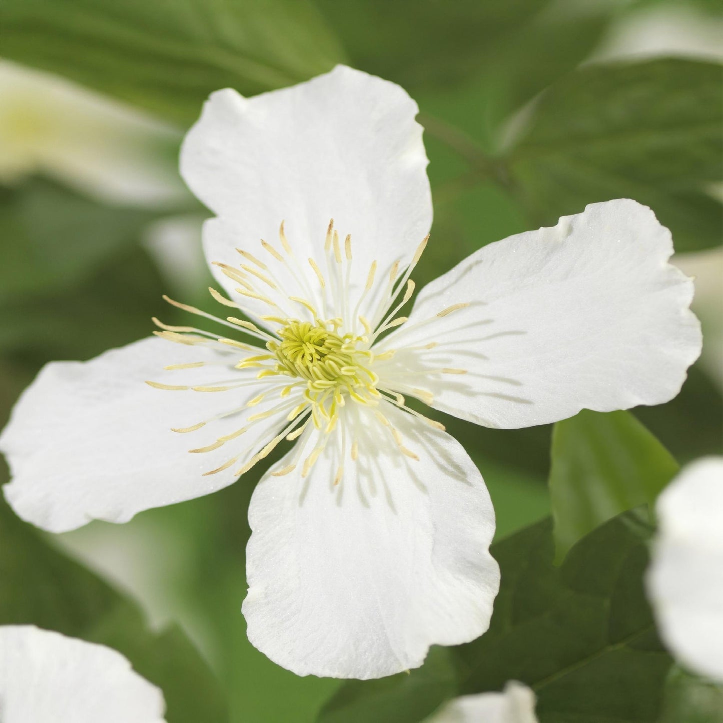 GreenboutiQ - Clematis montana Grandiflora - 2er Set - Blüte Weiß - Pflanzfix24.de - Pflanzfix24.de