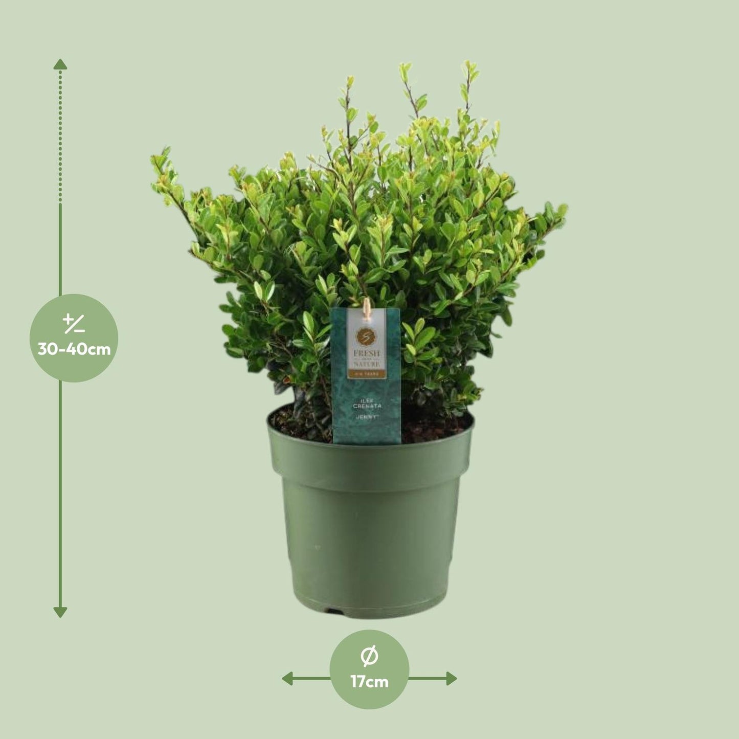 Ilex Crenata 'Jenny'® P17 - Pflanzfix24