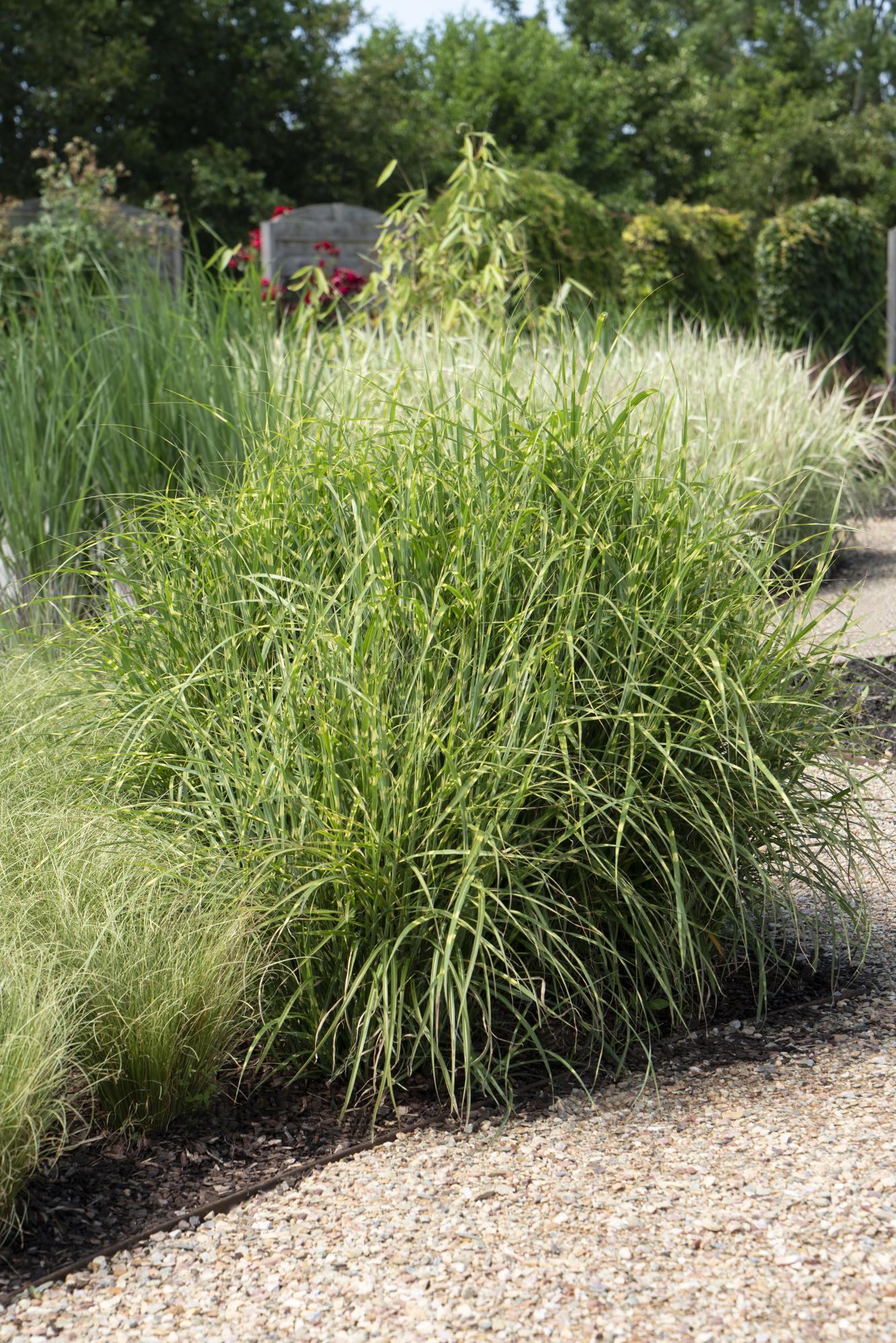 Miscanthus sinensis Strictus Zebra Gras Ø23cm | Pflanzfix24.de - Pflanzfix24.de