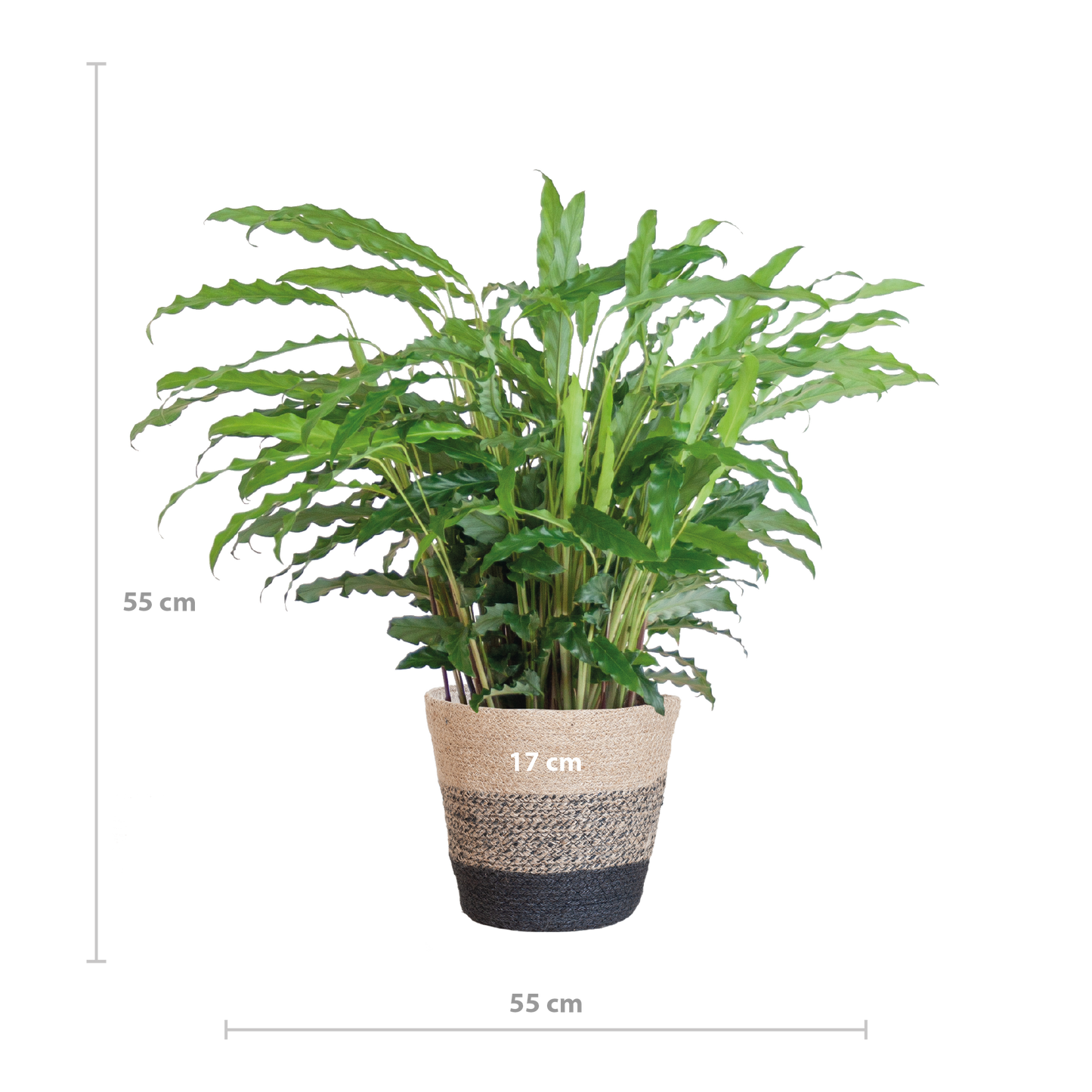 Calathea Rufibarba mit Korb Lissabon schwarz - 55cm - Ø17 - Pflanzfix24