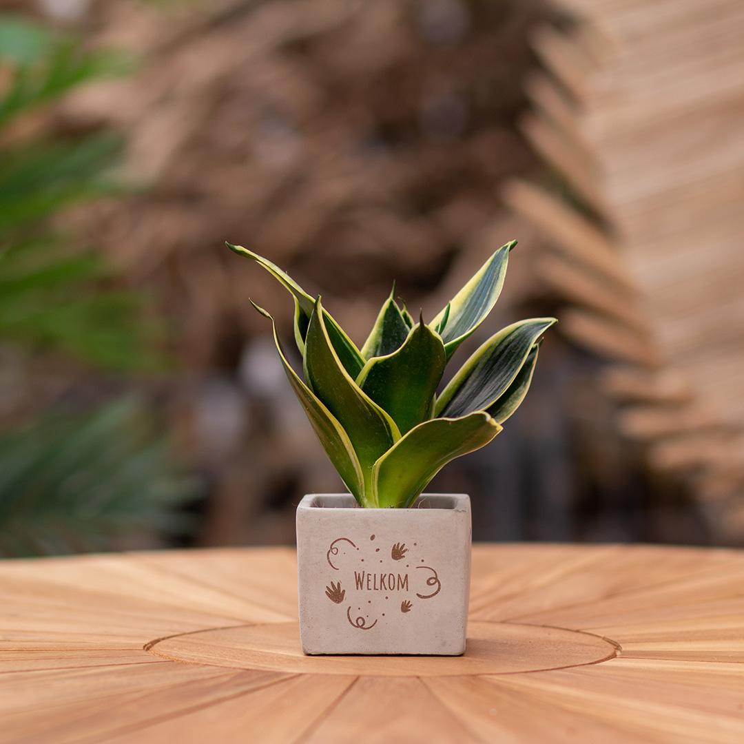 Congreet plantpots + Sansevieria | Welkom - Pflanzfix24.de - Pflanzfix24.de