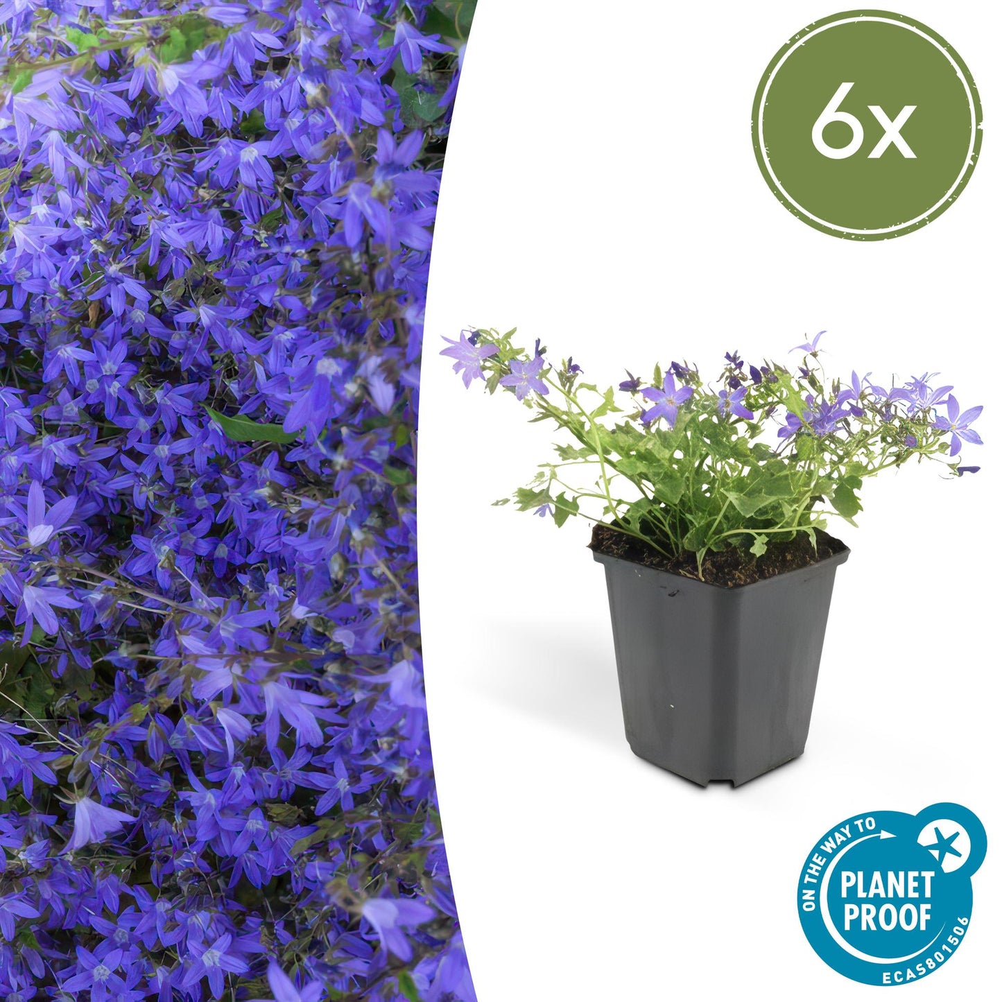 6x Campanula poscharskyana 'Stella' - ↕10-25cm - Ø9cm - Pflanzfix24