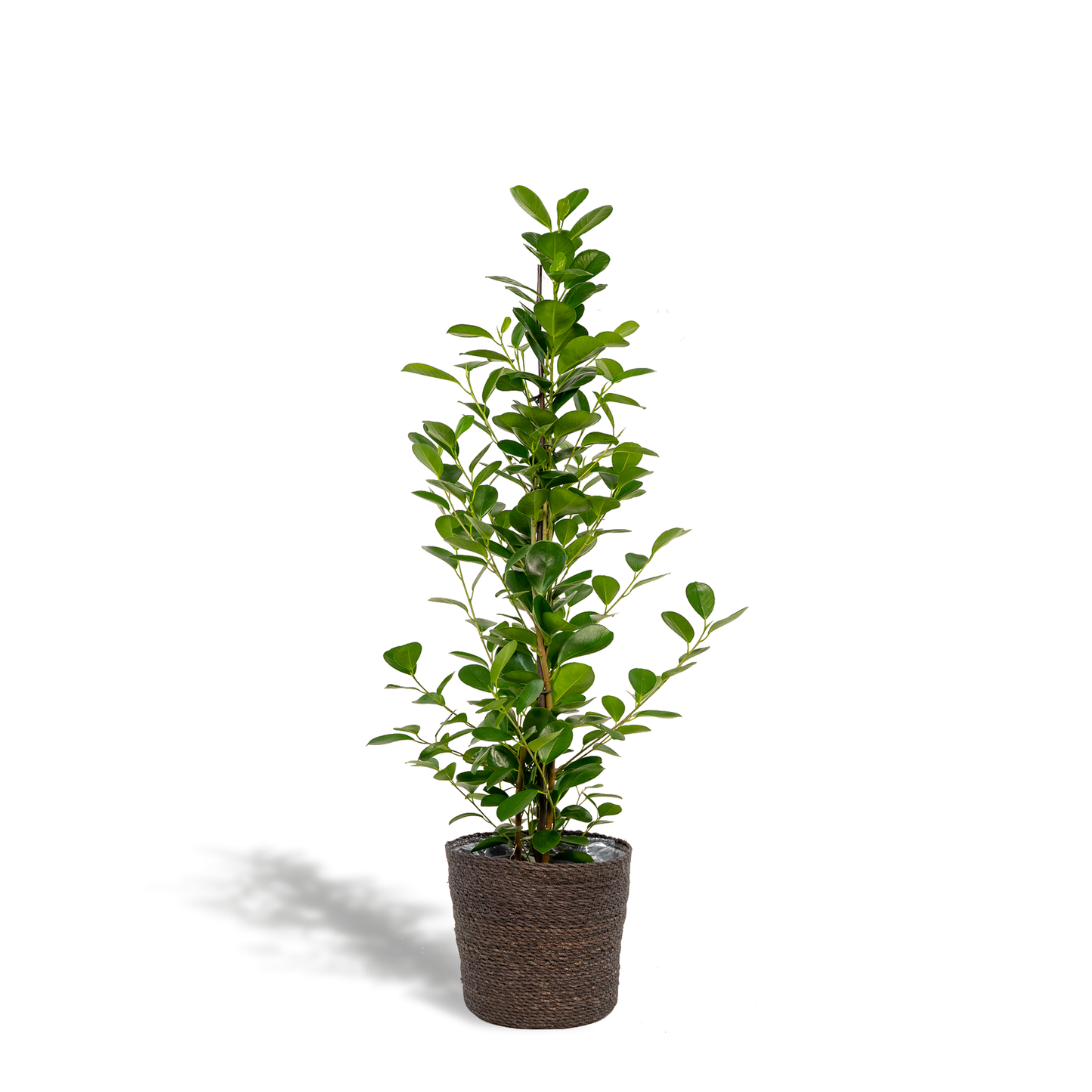 Ficus microcarpa Moclame - Ø21cm - ↕95cm + Korb Igmar - Pflanzfix24