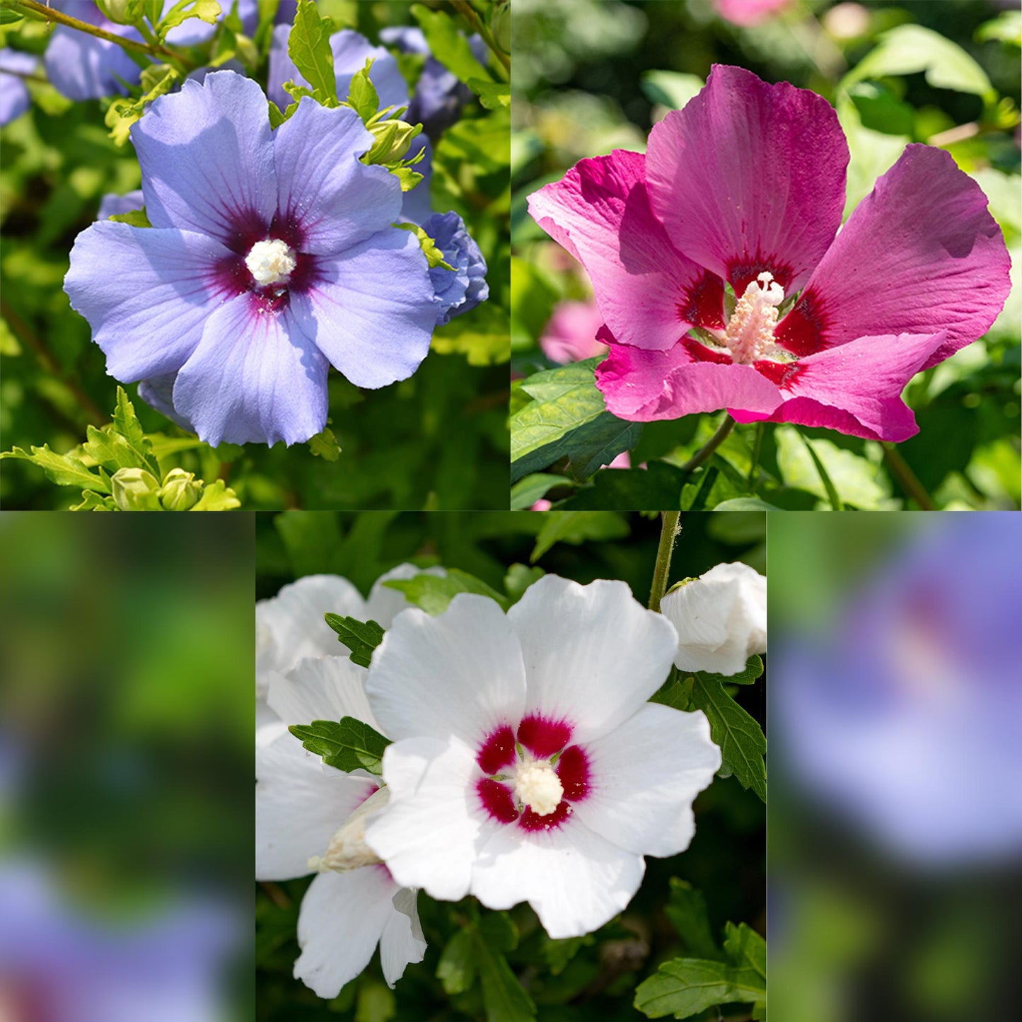 GreenboutiQ - Sträucher - Hibiscus syriacus Tricolour - Blüte Rosa, Weiß und Blau - 3 Pflanzen - Laubabwerfend - Wenig Pflegeaufwand - Topf 17cm Höhe 45cm - Pflanzfix24.de