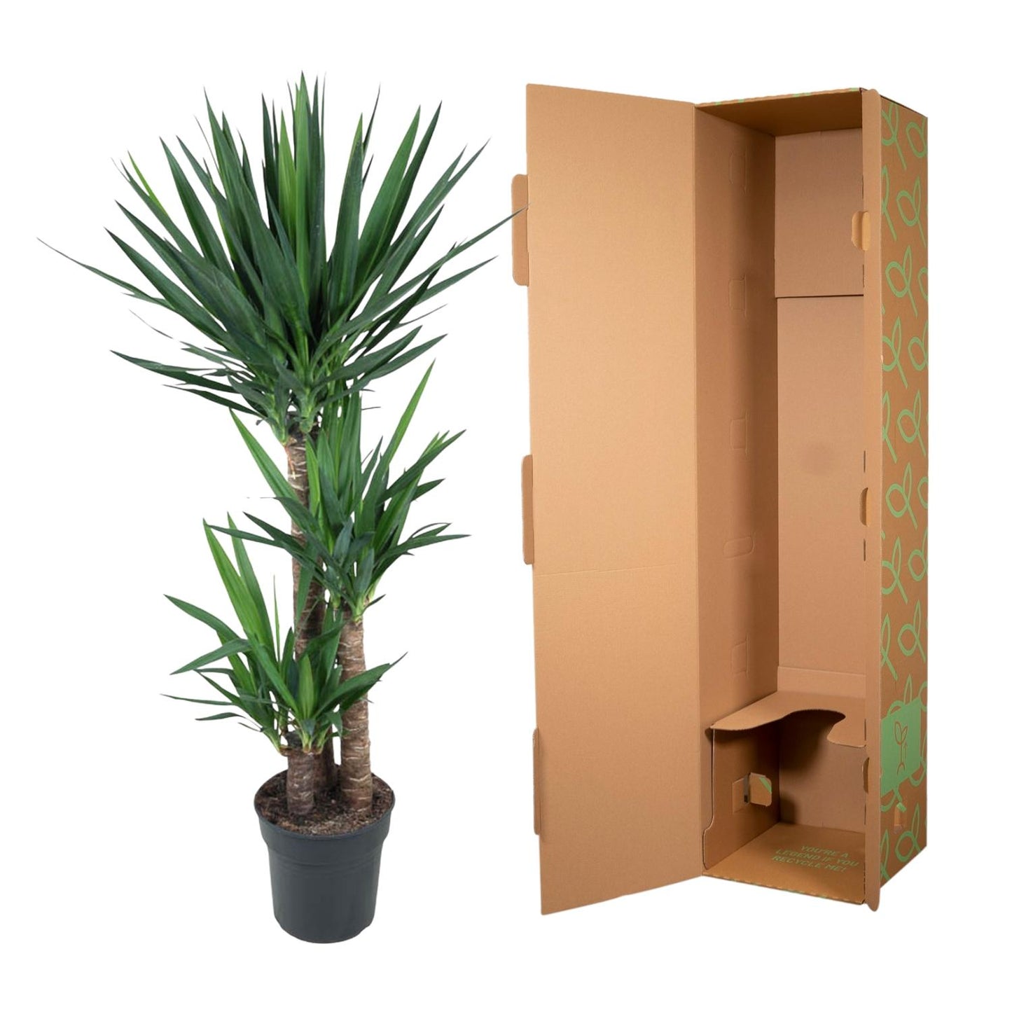 Yucca Elephantipes 140 cm – Pflanzfix24.de - Pflanzfix24.de