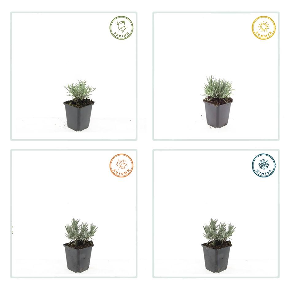 12x Lavandula int. 'Edelweiss' - Pflanzfix24