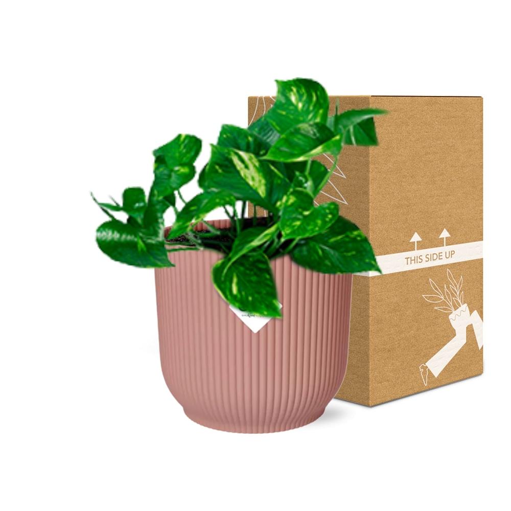 Epipremnum Pinnatum 'Aureum' in ELHO Vibes Fold 14cm roze - Pflanzfix24