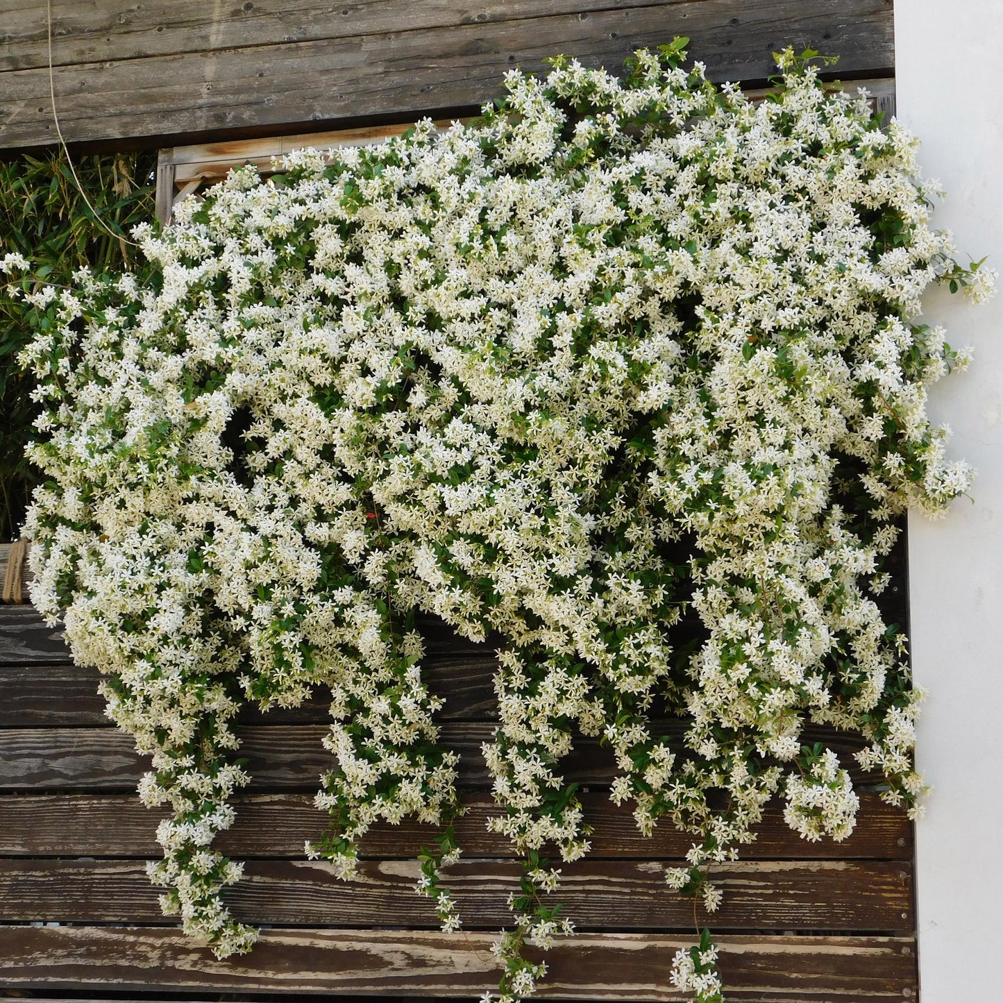 Pflanzfix24.de - Toskanischer Jasmin - Trachelospermum jasminoides - Immergrün - 2 Pflanzen - Pflanzfix24.de
