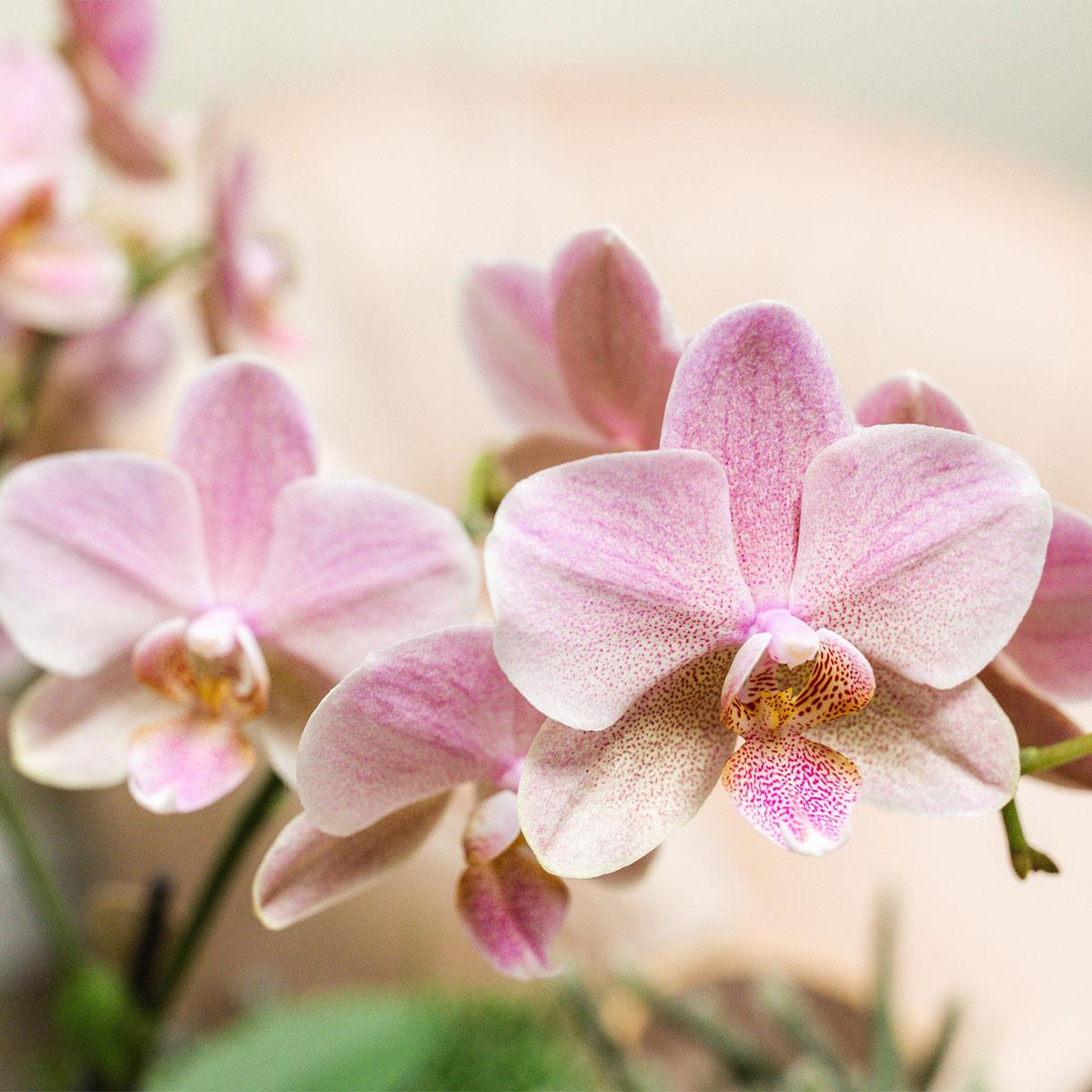 2x Orchidee „Treviso“ Altrosa Ø12 cm – Phalaenopsis Set | Pflanzfix24.de - Pflanzfix24.de