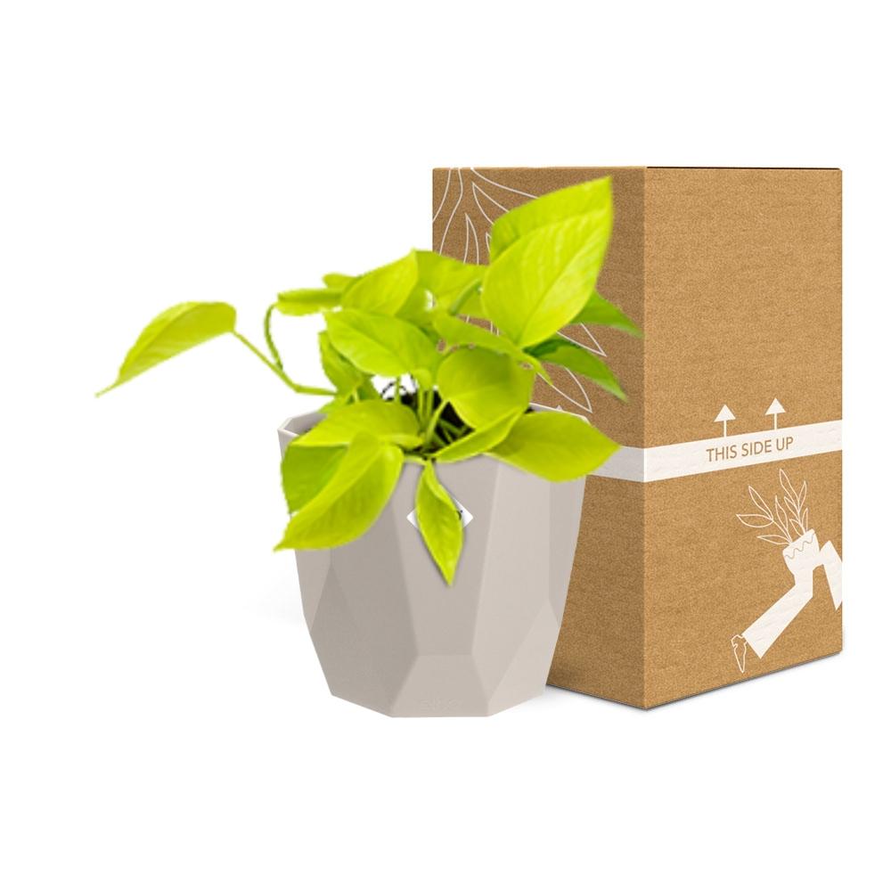 Epipremnum Pinnatum ‘Golden Pothos’ in ELHO b.for rock 14 cm warm grey - Pflanzfix24