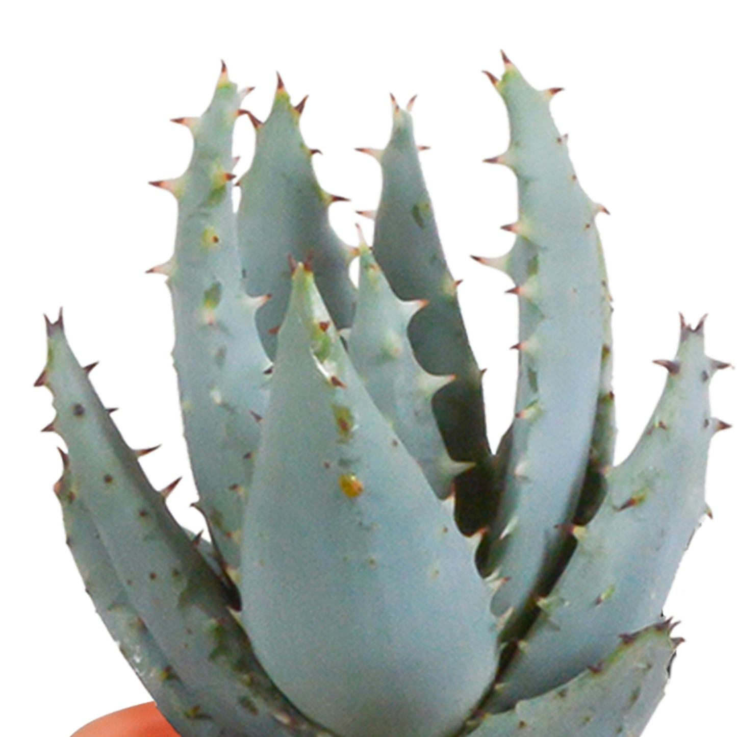 Kakteen und Sukkulenten Mix 5,5 cm | 15er Set - Terrakotta Topf - Pflanzfix24.de - Pflanzfix24.de