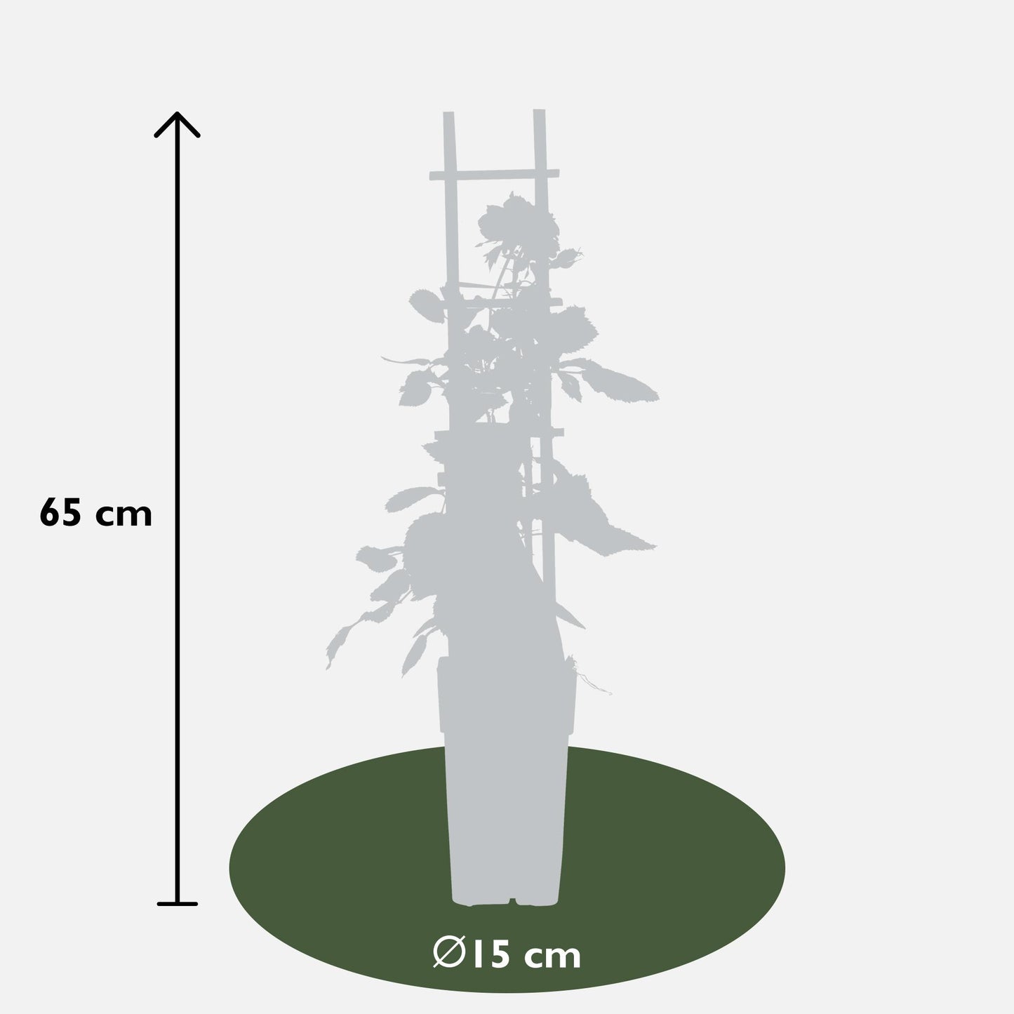 3x - Rosa Mix - ↨65cm - Ø15 - Pflanzfix24