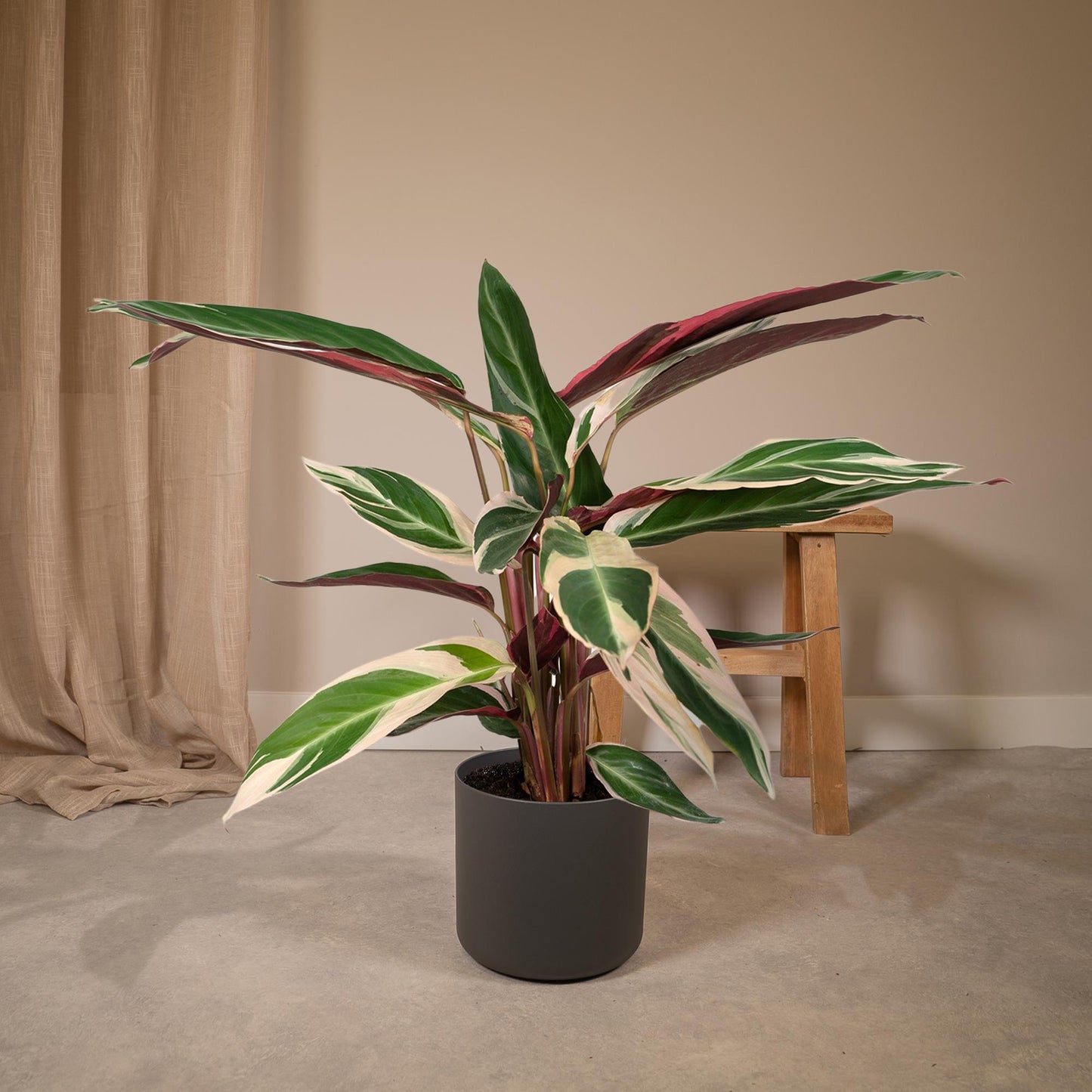 Calathea Triostar - Pfauenpflanzet - Ø19cm - ↕70cm